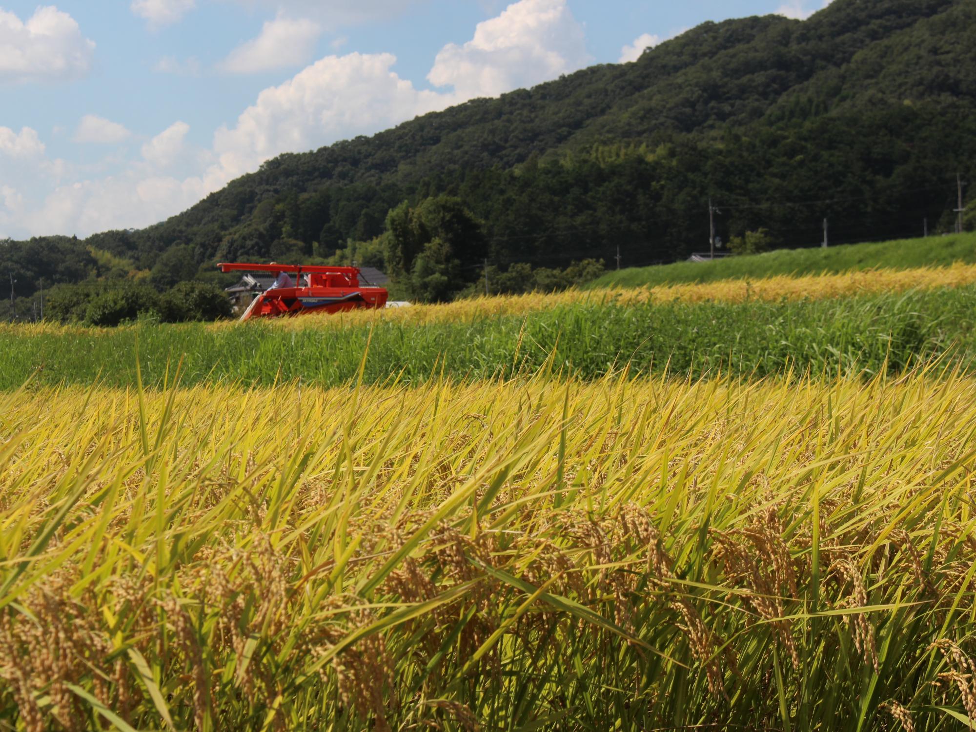 稲刈りの様子