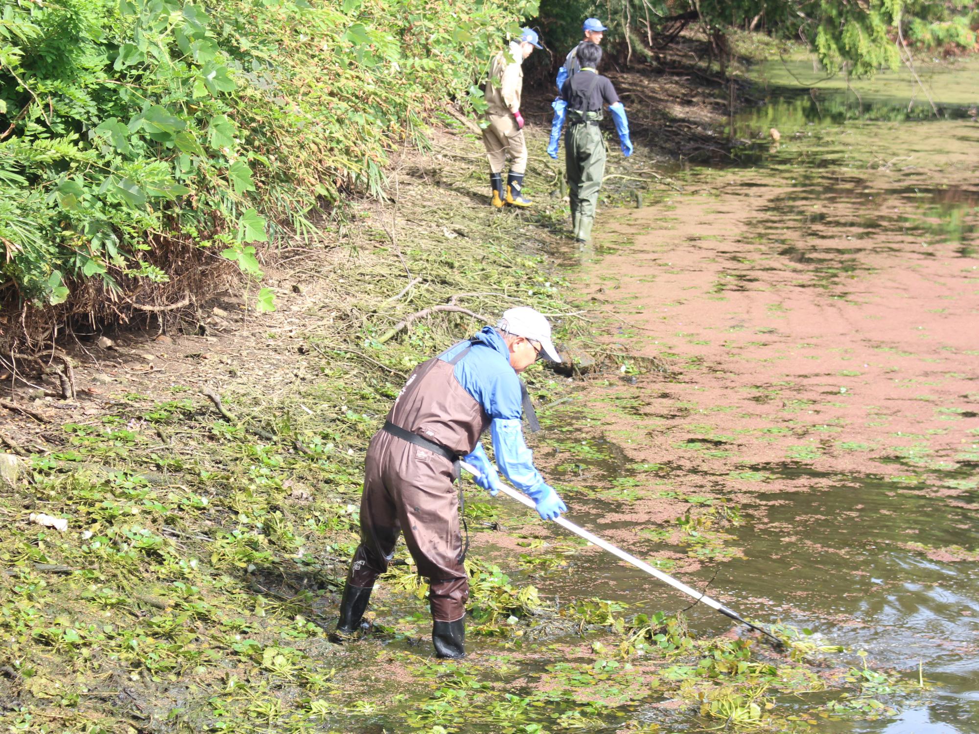 ヒシ取りの様子
