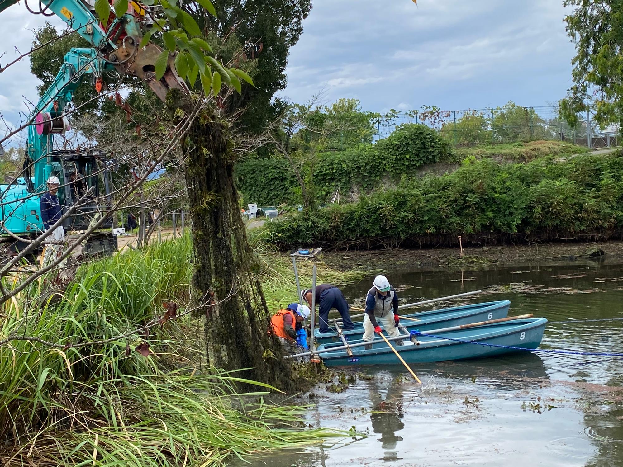 ヒシ取りの様子