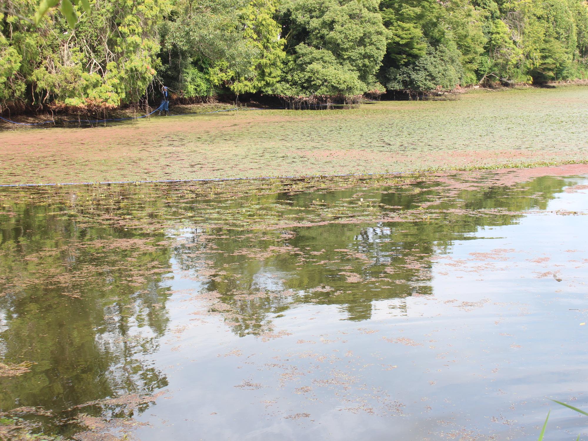 ヒシ取りの様子