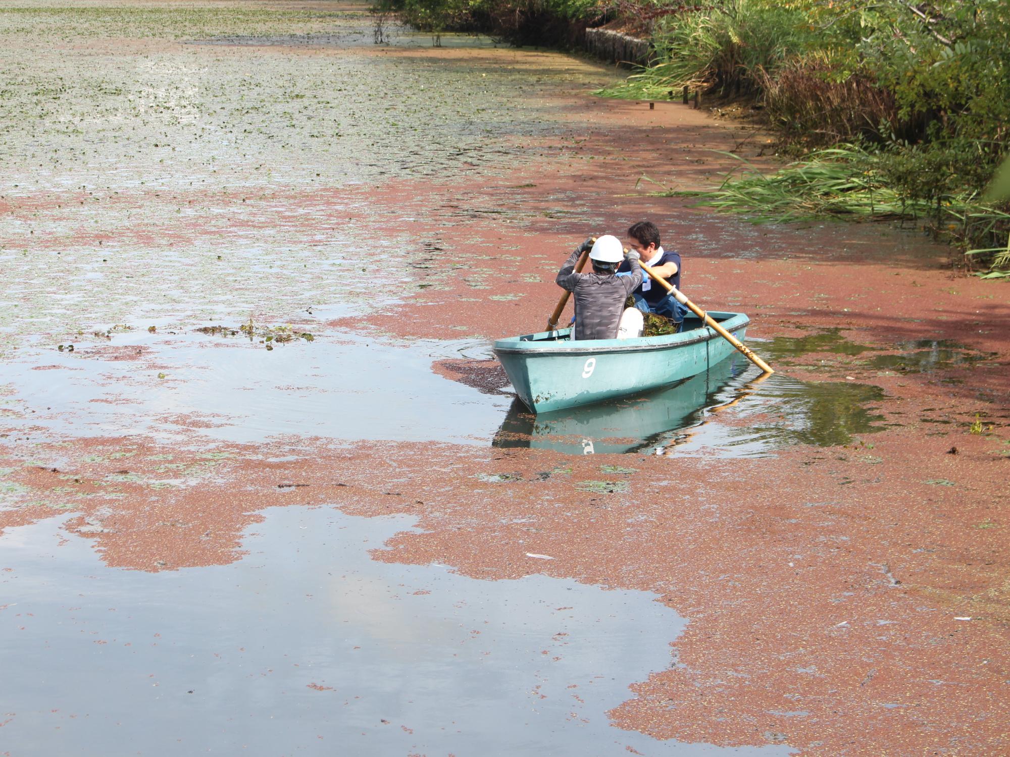 ボートでのヒシ取り