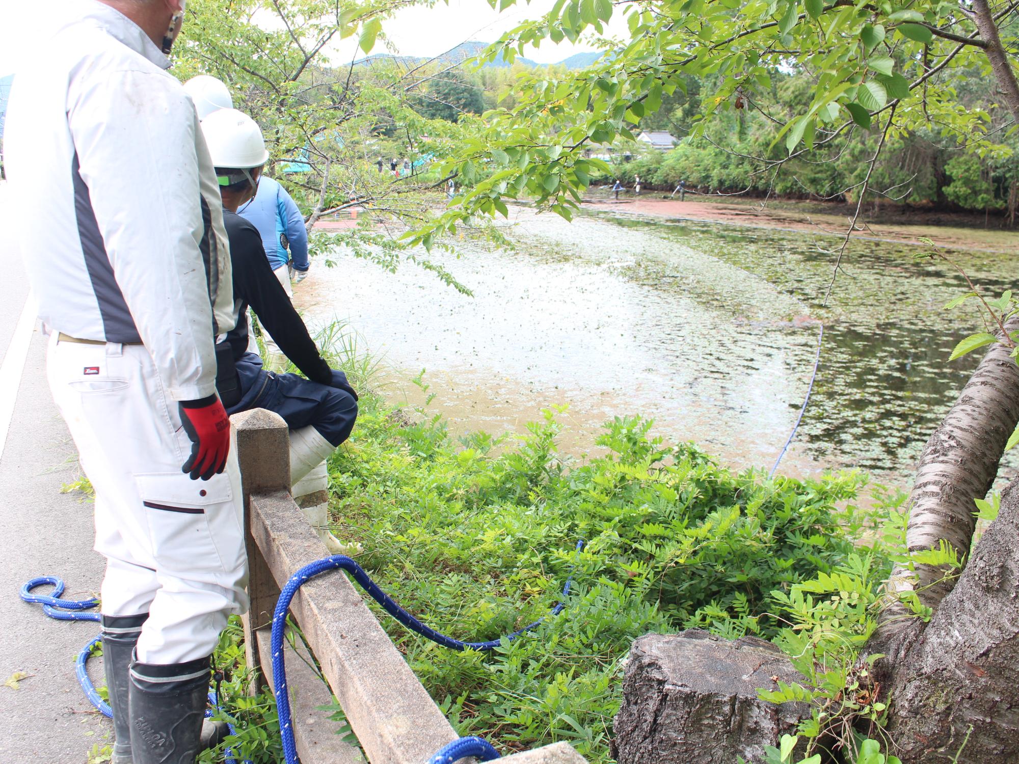 ヒシ取りの様子