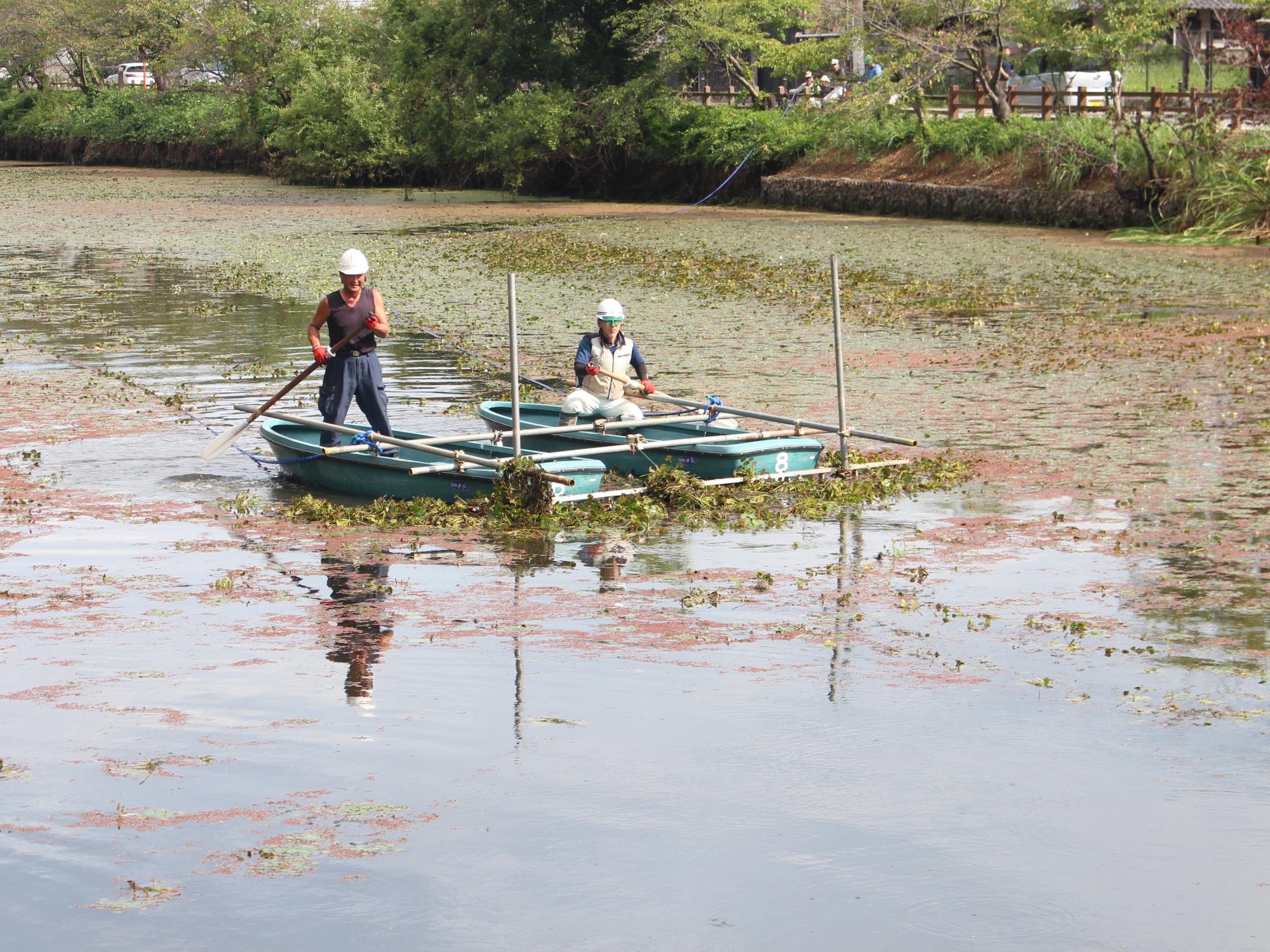 ヒシ取りの様子