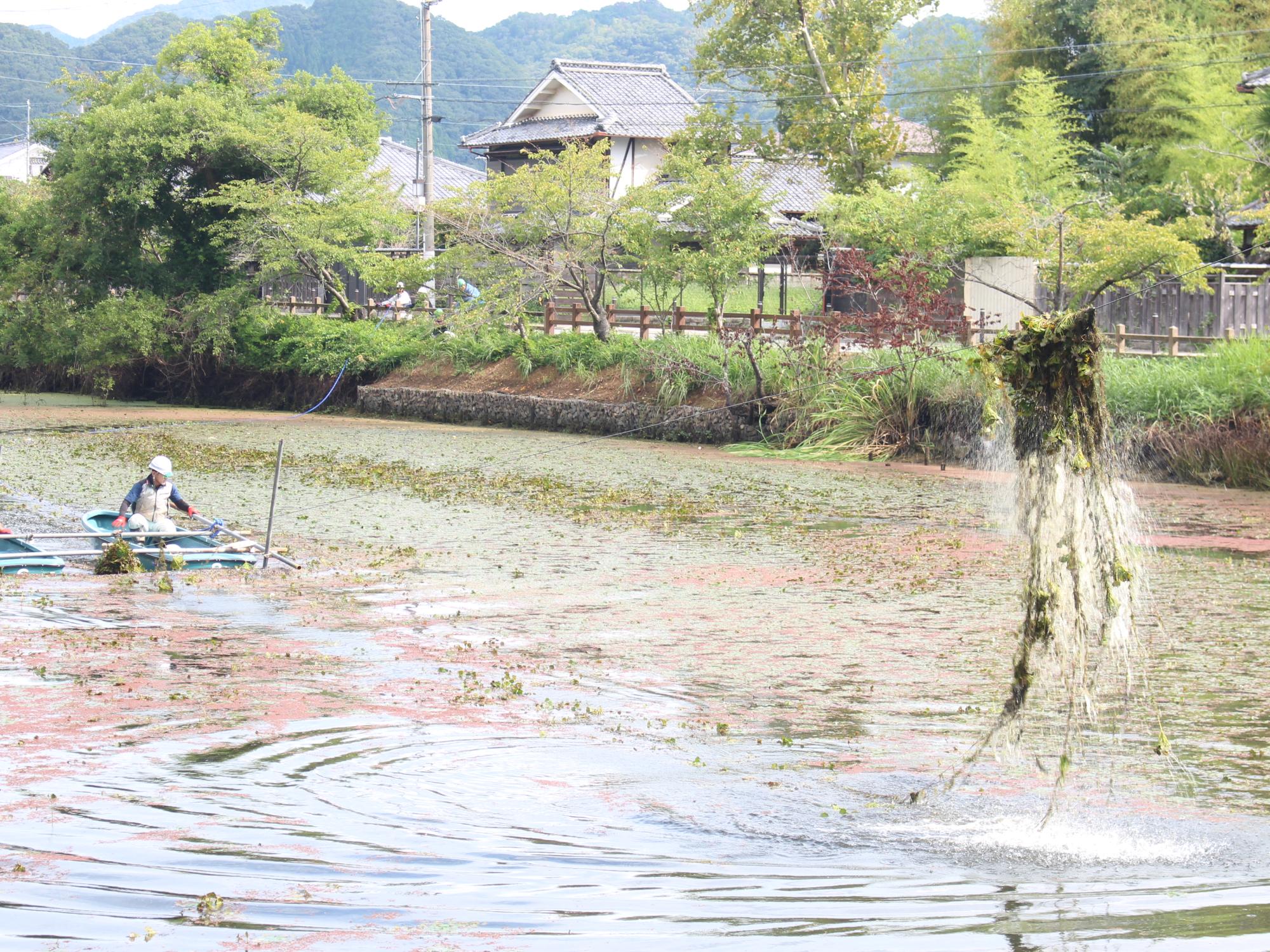 ヒシ取りの様子