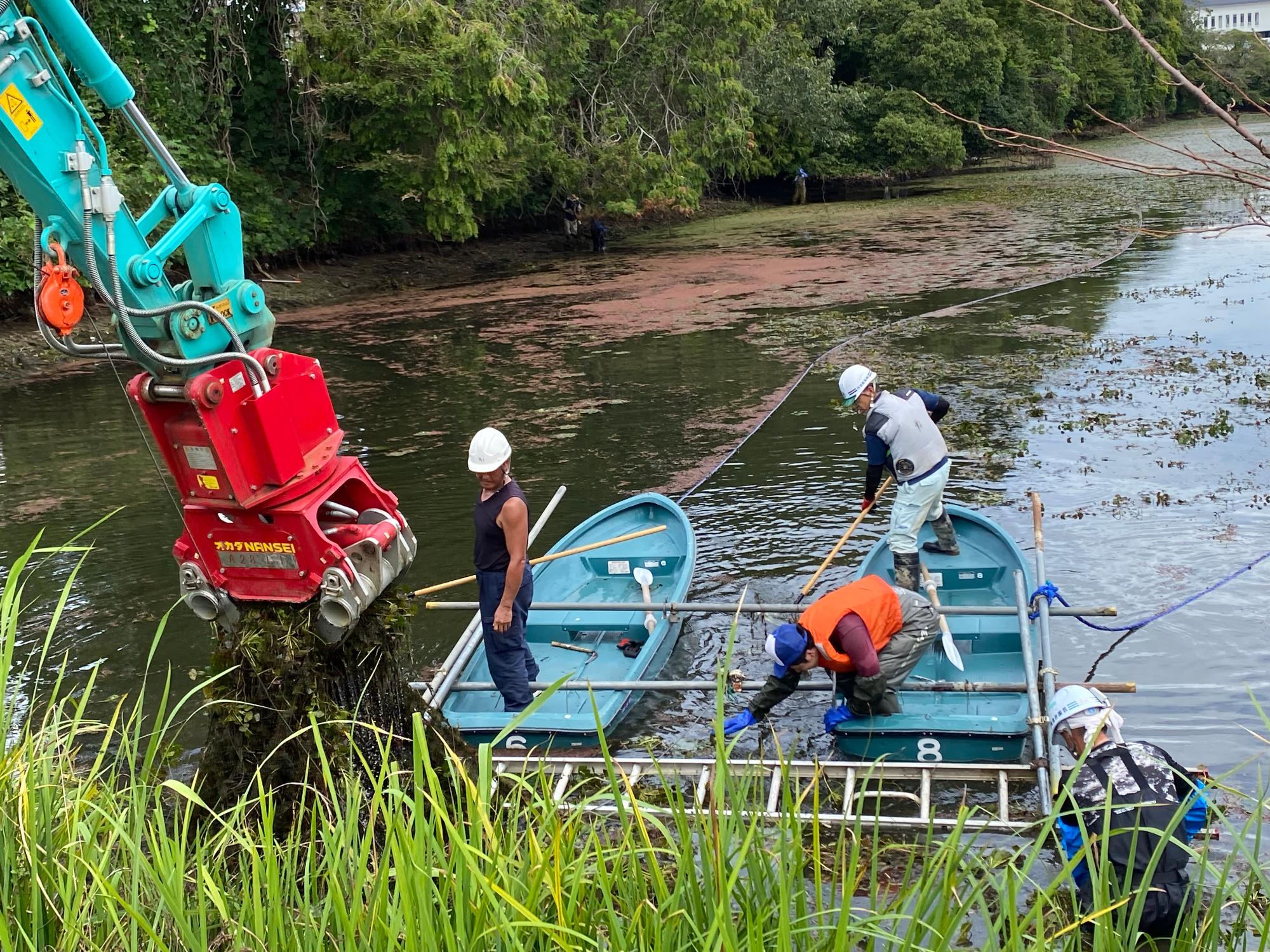 ヒシ取りの様子