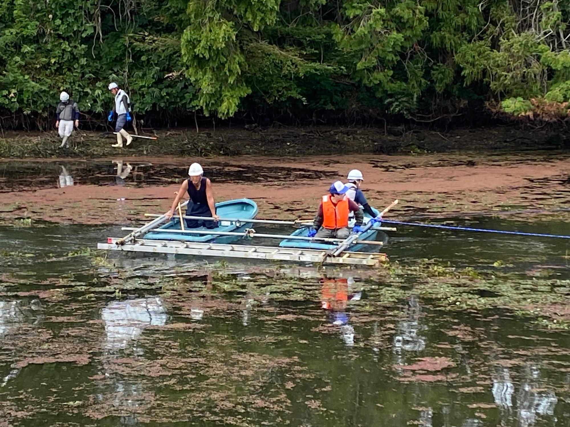 ヒシ取りの様子