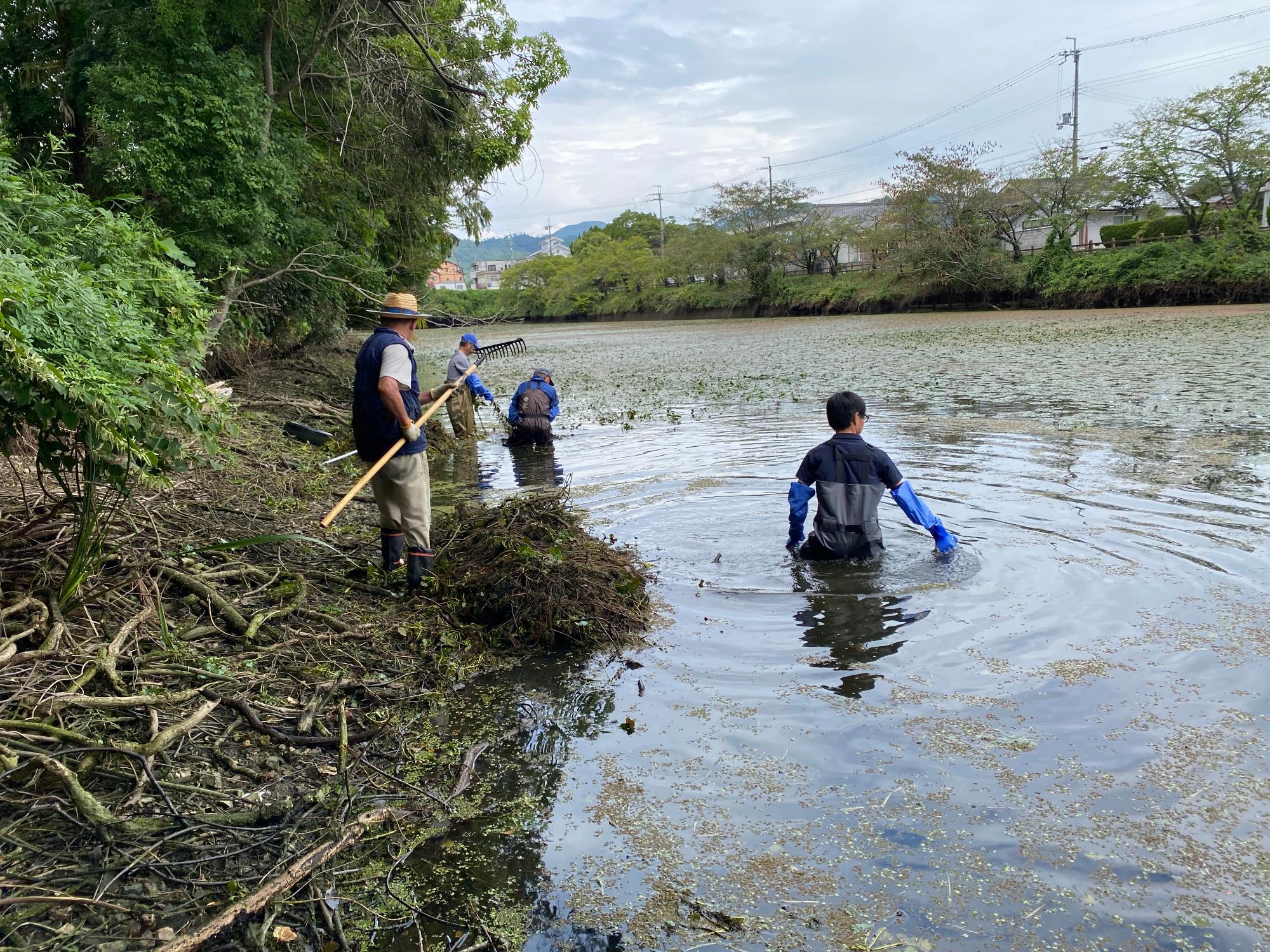 ヒシ取りの様子