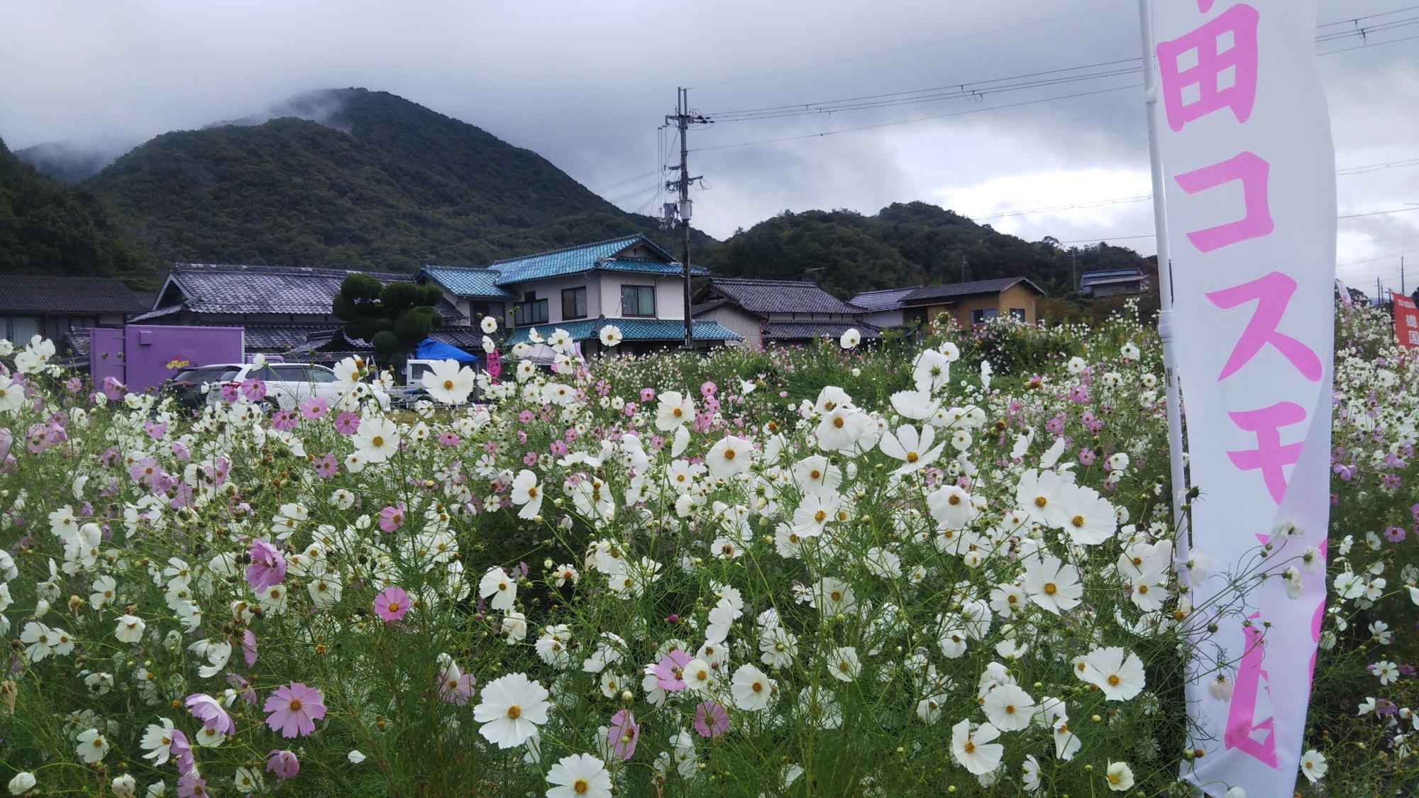 今田コスモス園の様子