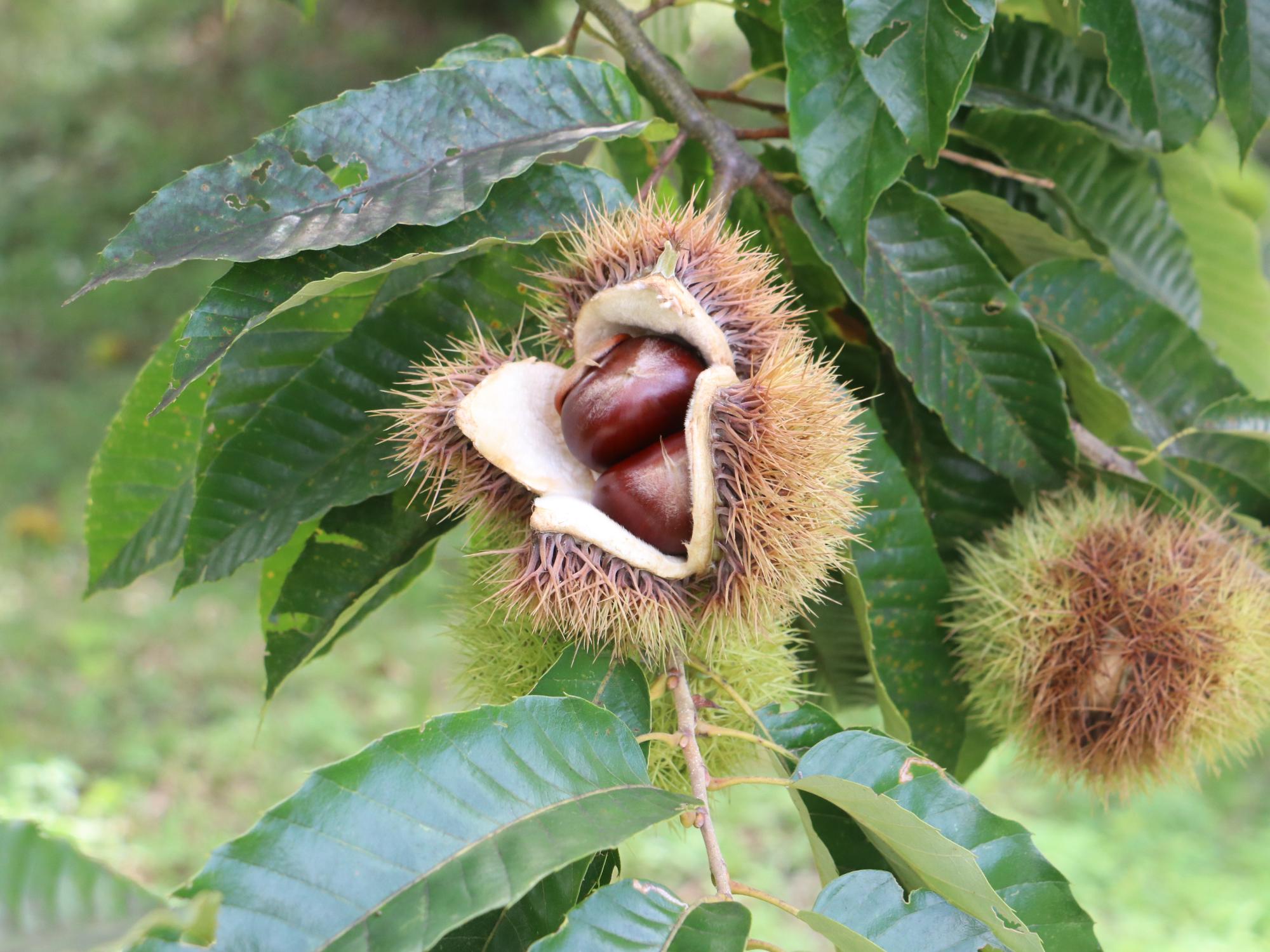 市内で実った丹波栗