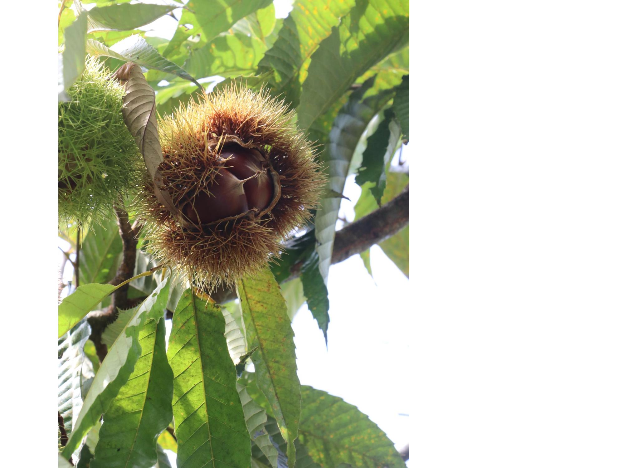 市内で実った丹波栗