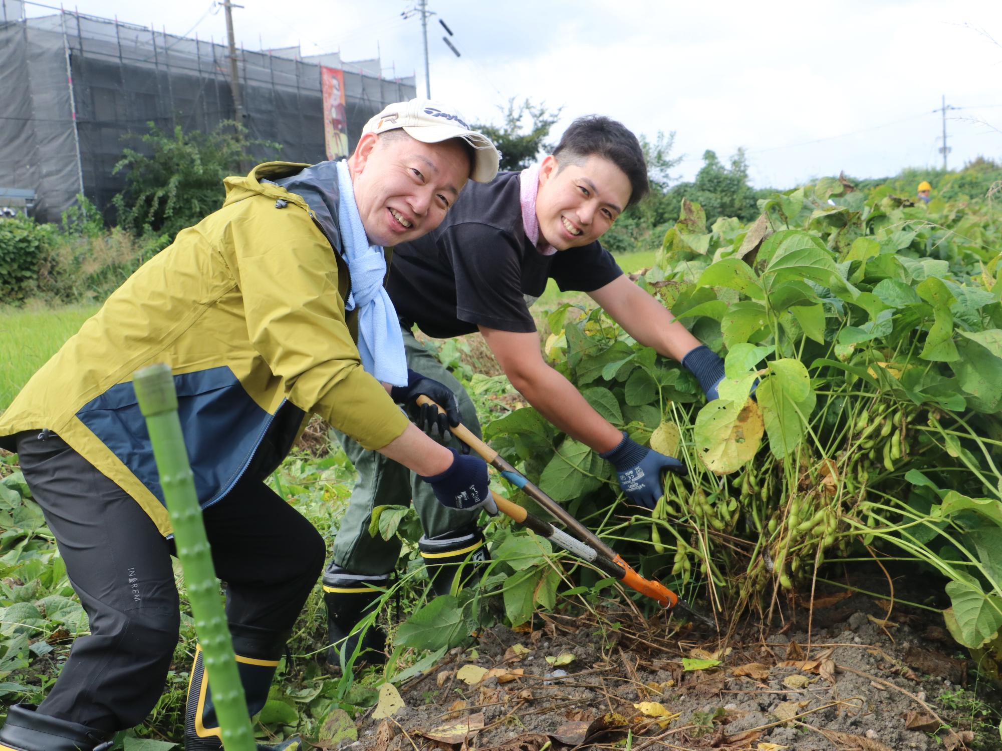 ANA職員による黒枝豆収穫の様子