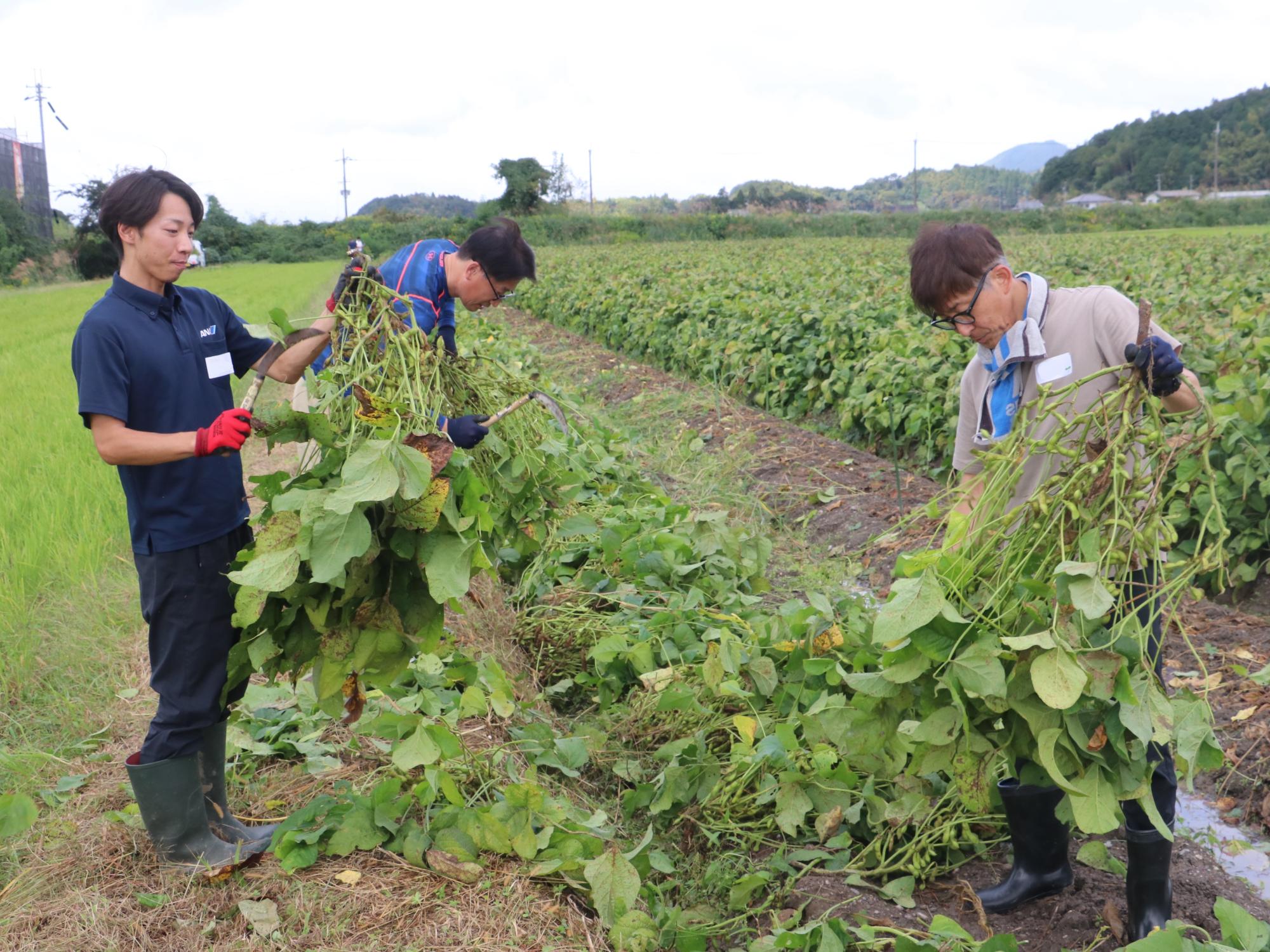 ANA職員による黒枝豆収穫の様子