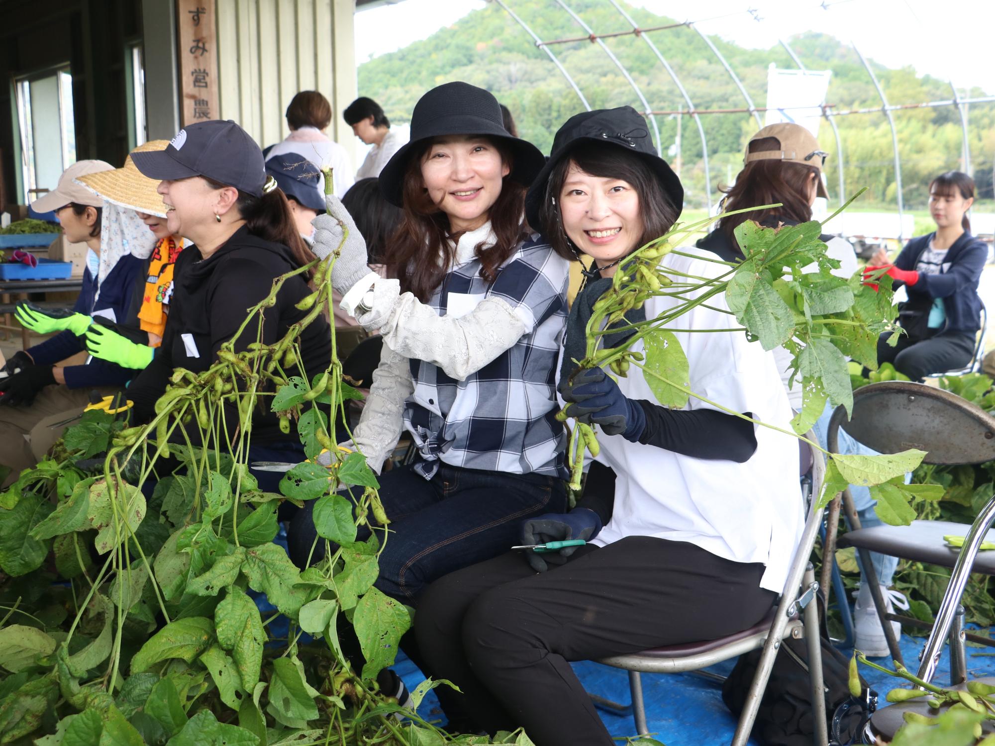 ANA職員による黒枝豆収穫の様子