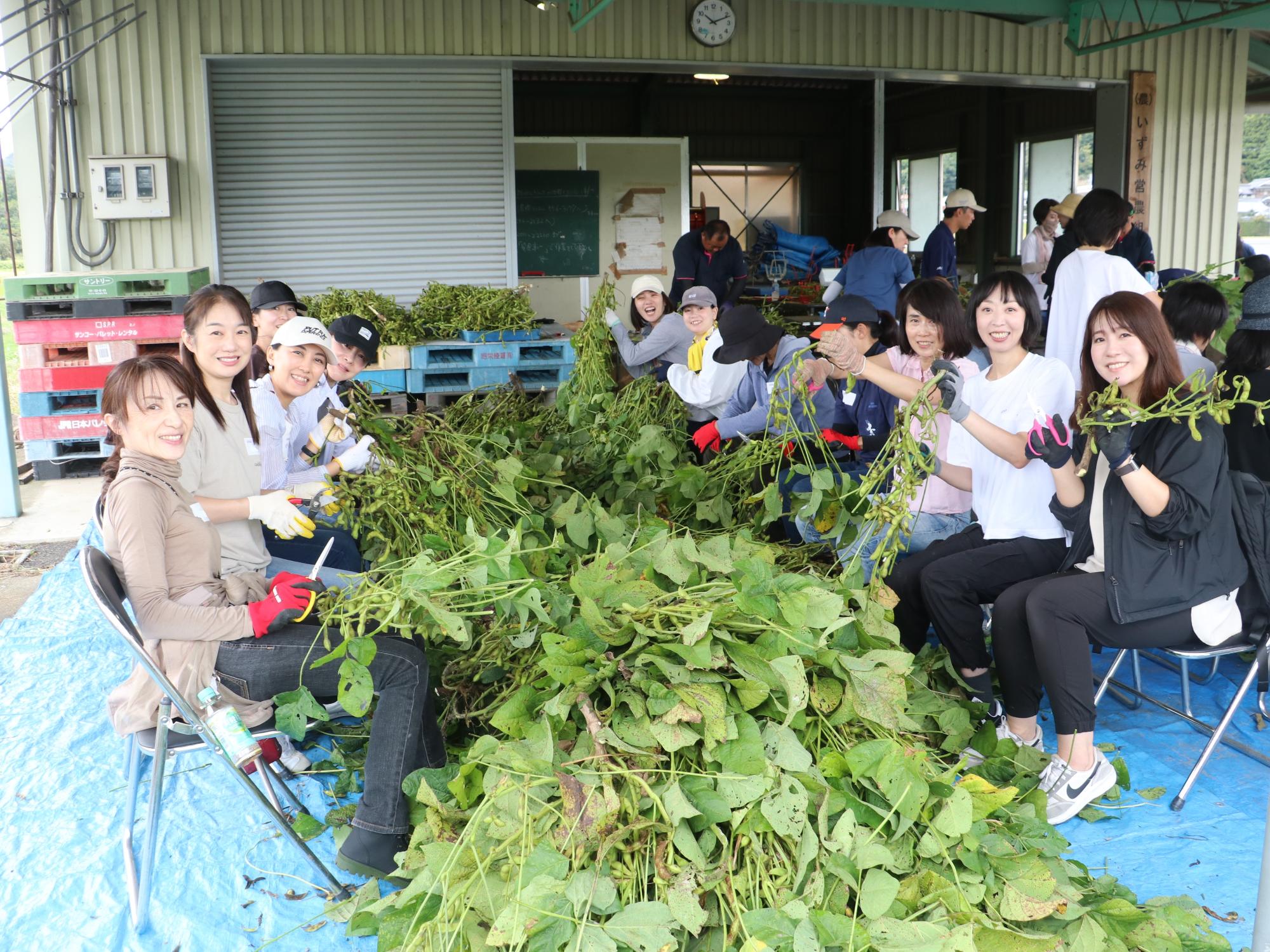 ANA職員による黒枝豆収穫の様子