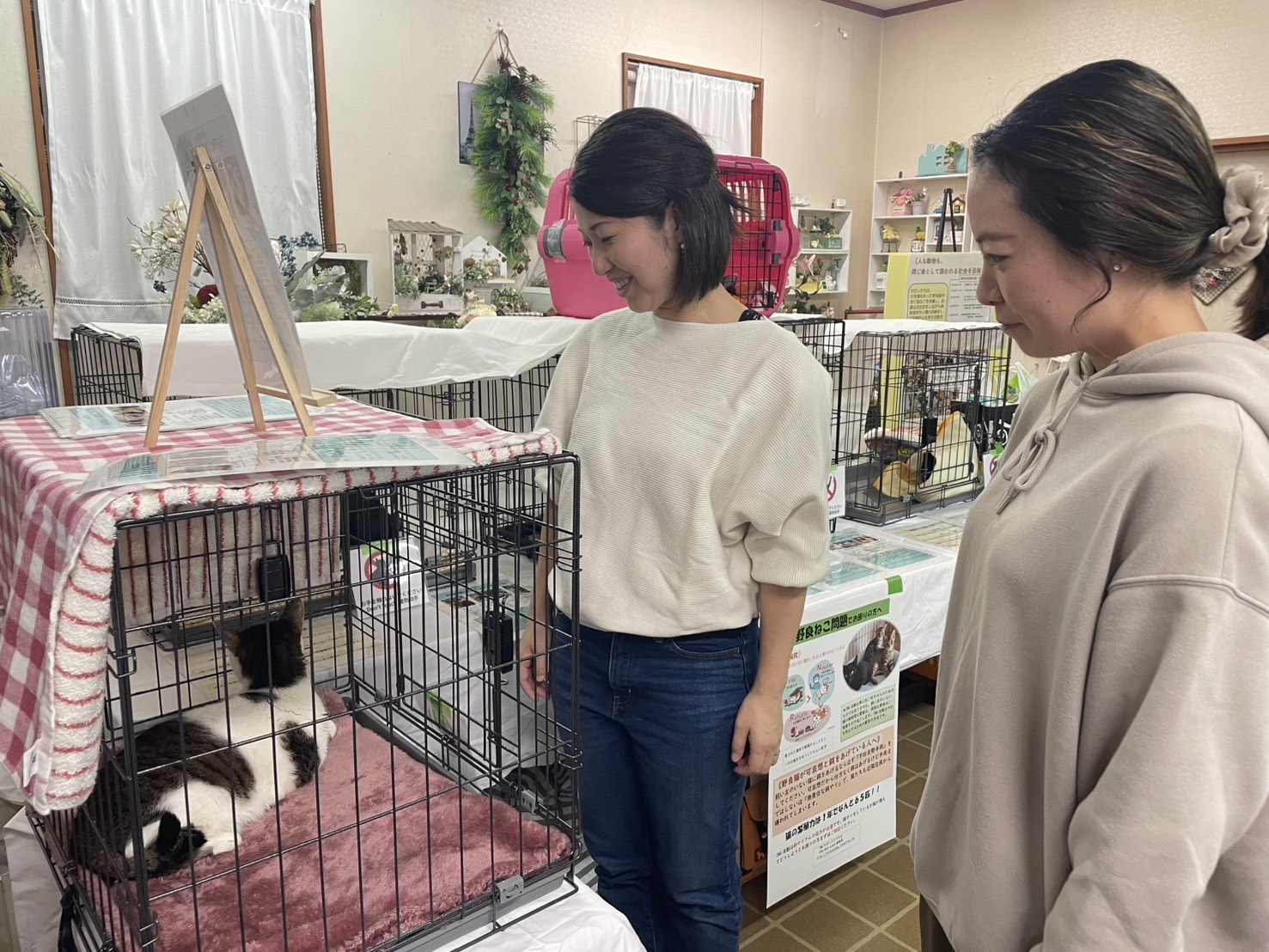 保護猫の譲渡会の様子