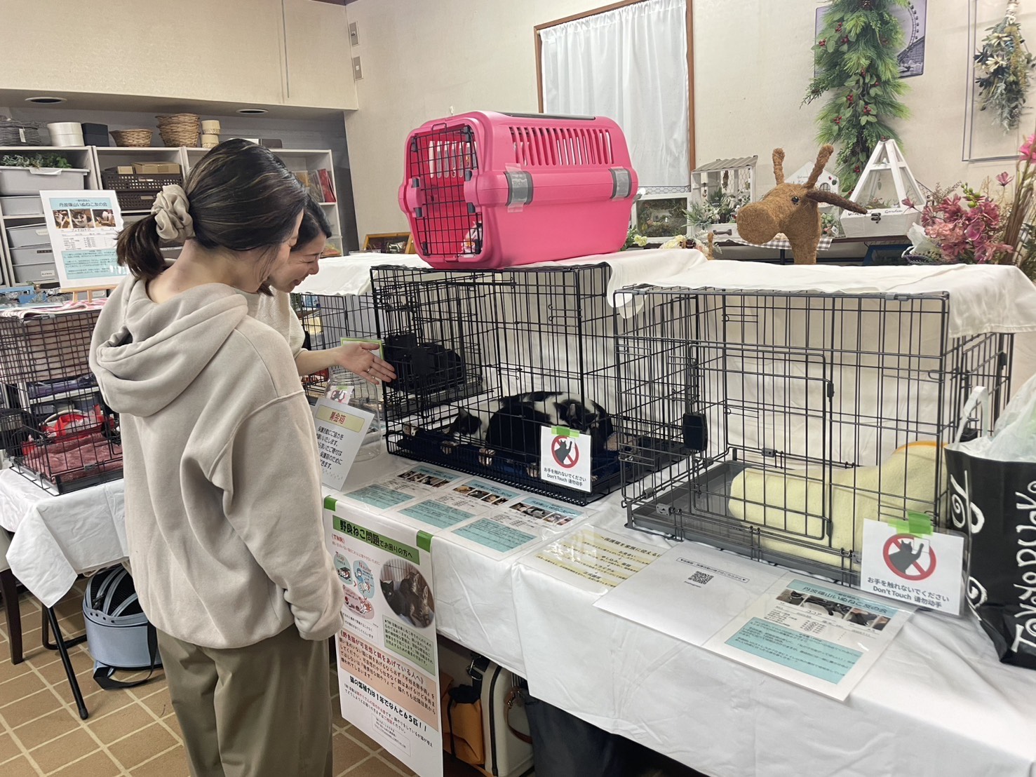 保護猫の譲渡会の様子