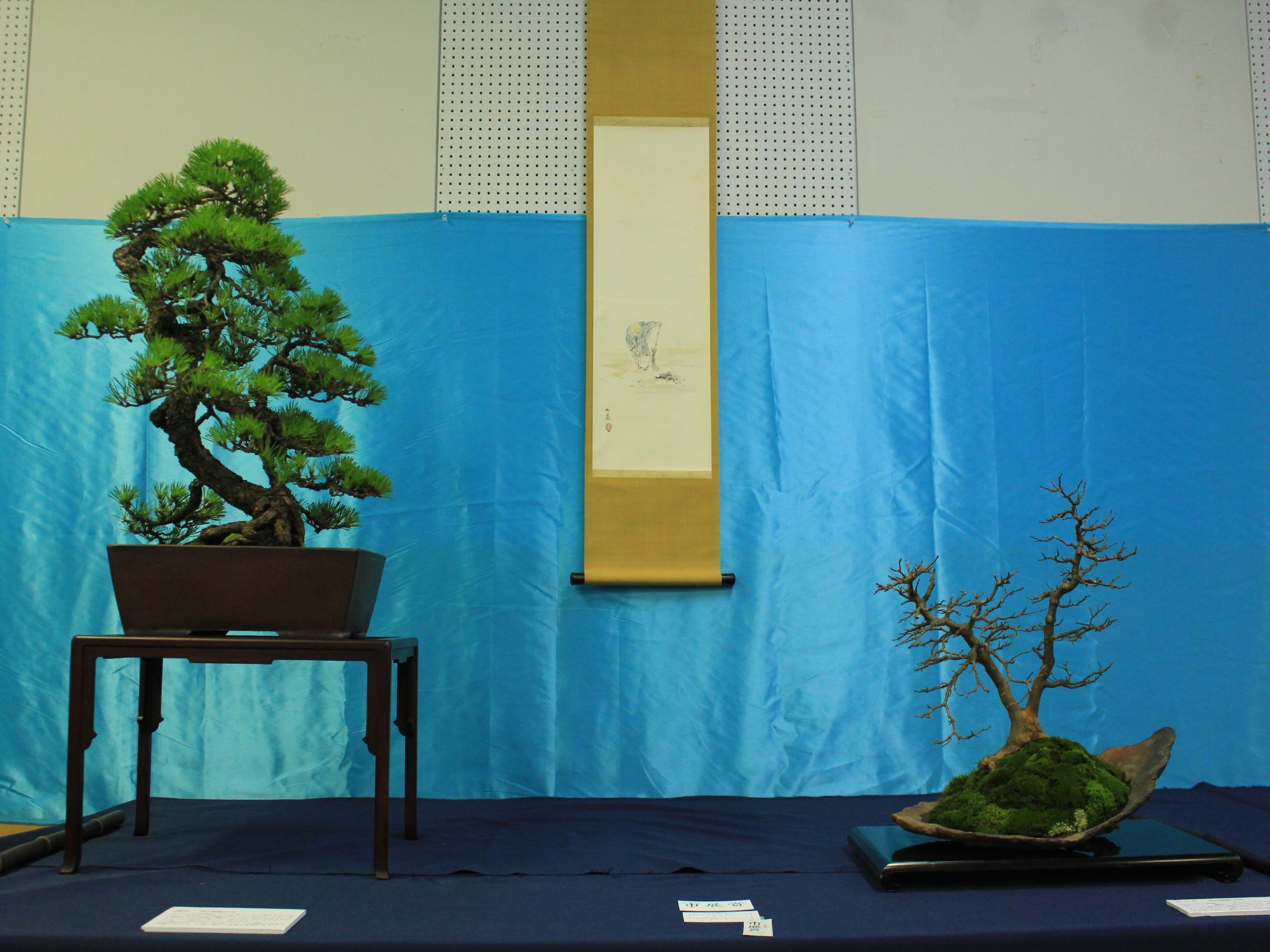 盆栽 黒松・カエデ