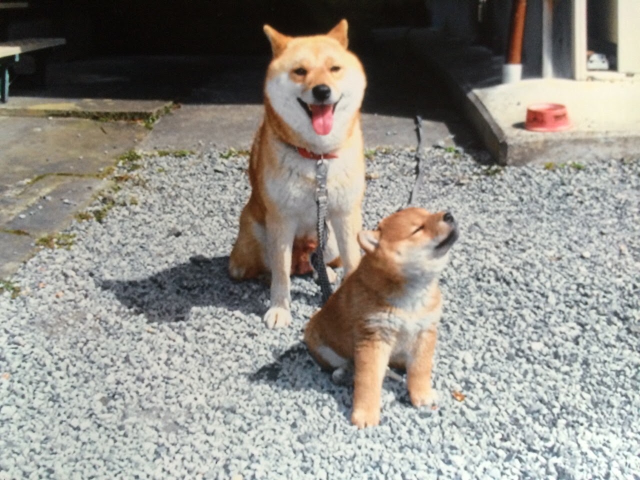 市長の愛犬アツとヒメ