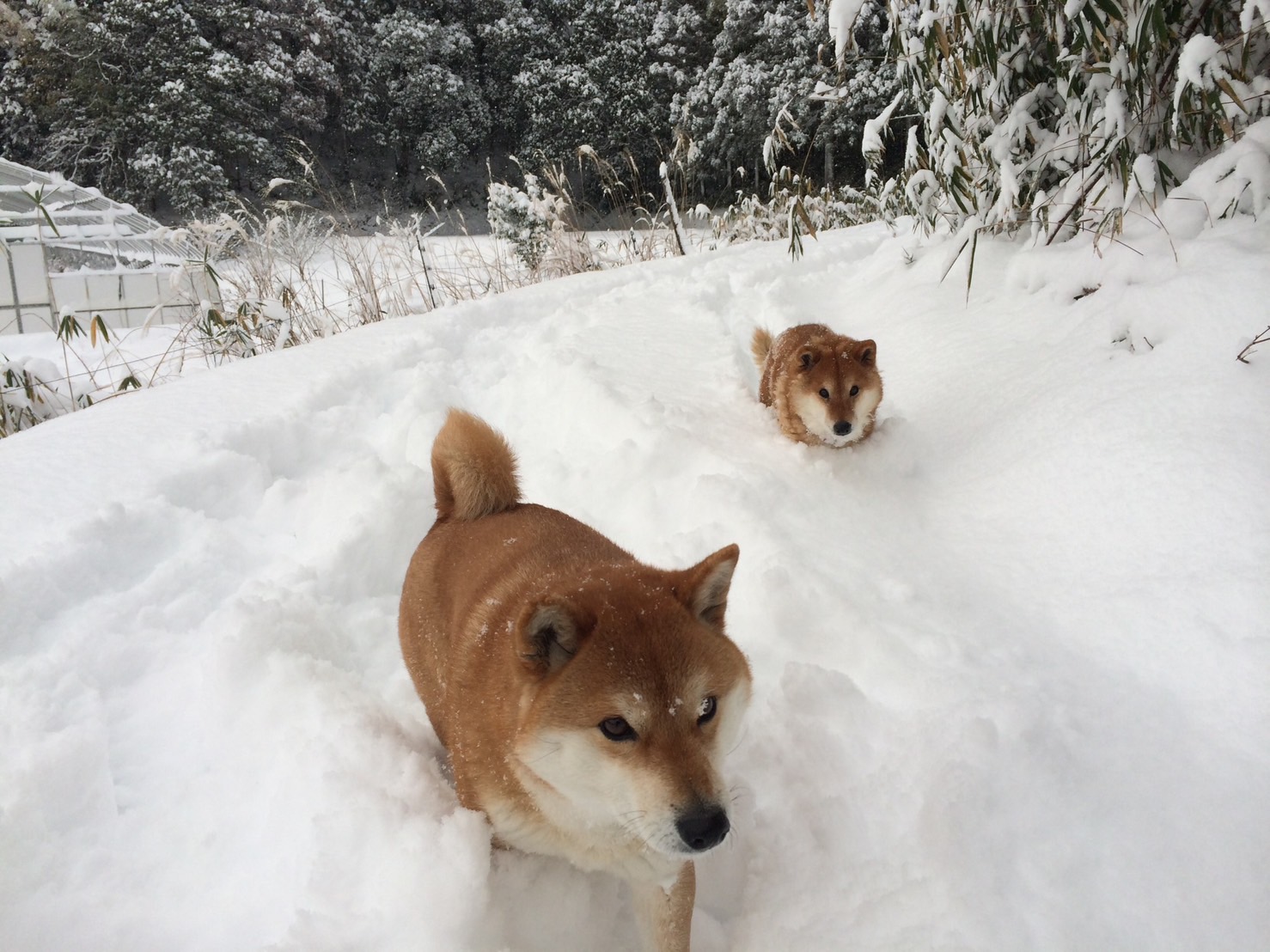 市長の愛犬アツとヒメ