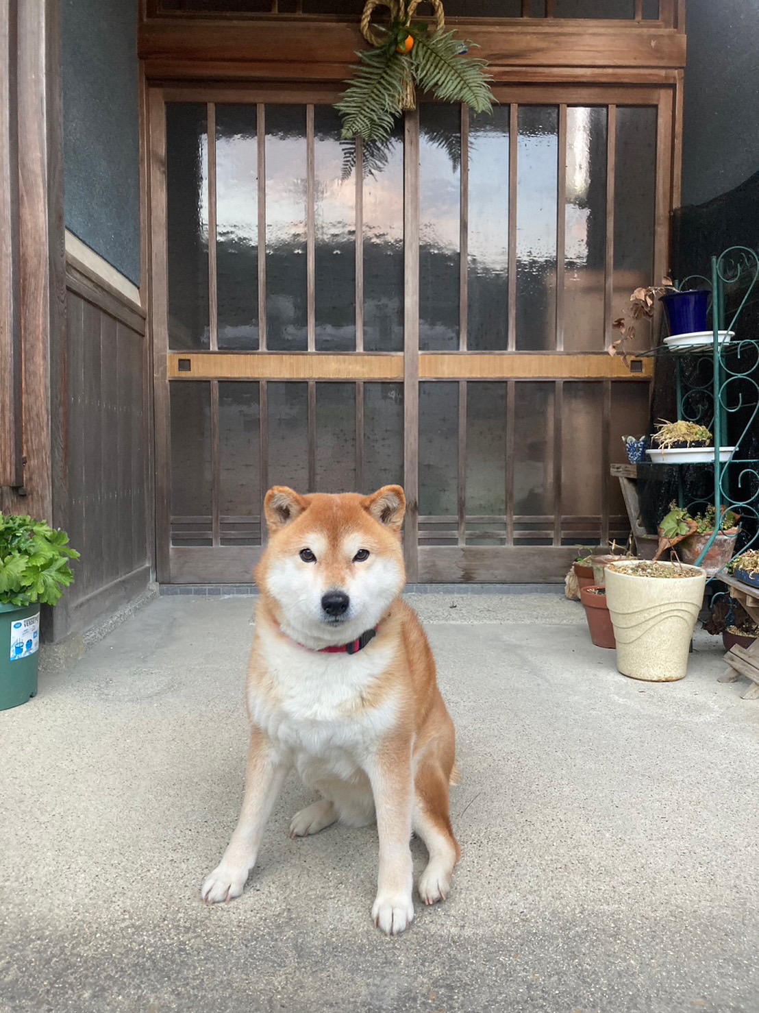 市長の愛犬アツ