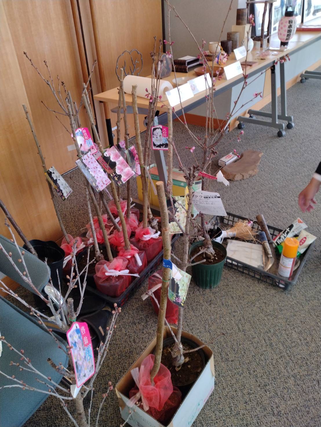 丹波篠山桜フォーラムでの桜の苗木の展示