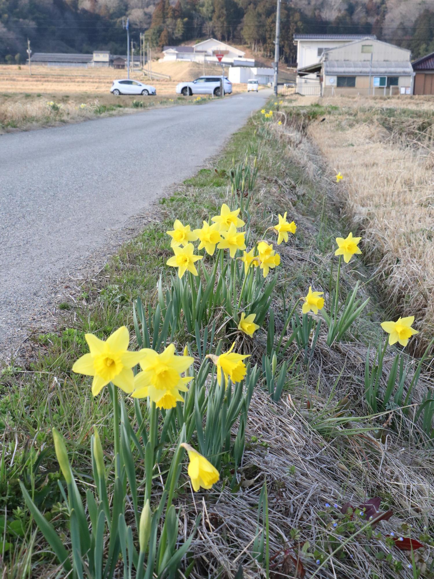 北沢田自治会の水仙