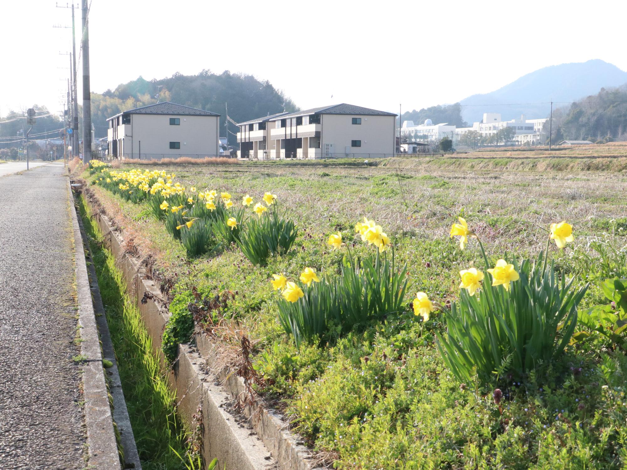 北沢田自治会の水仙