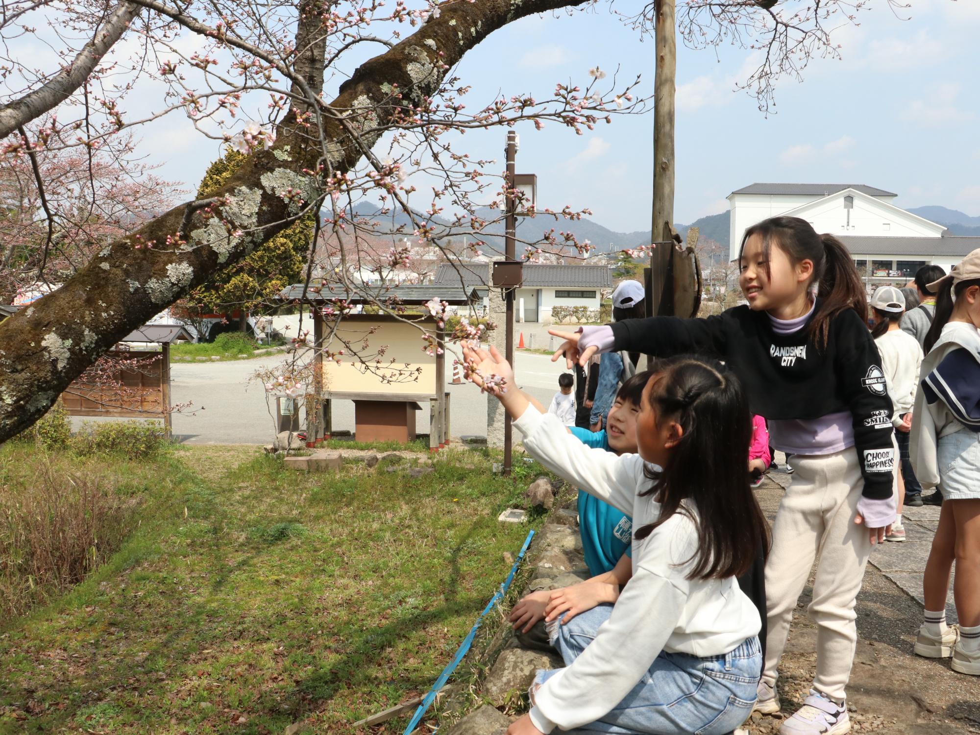 桜の開花宣言の様子