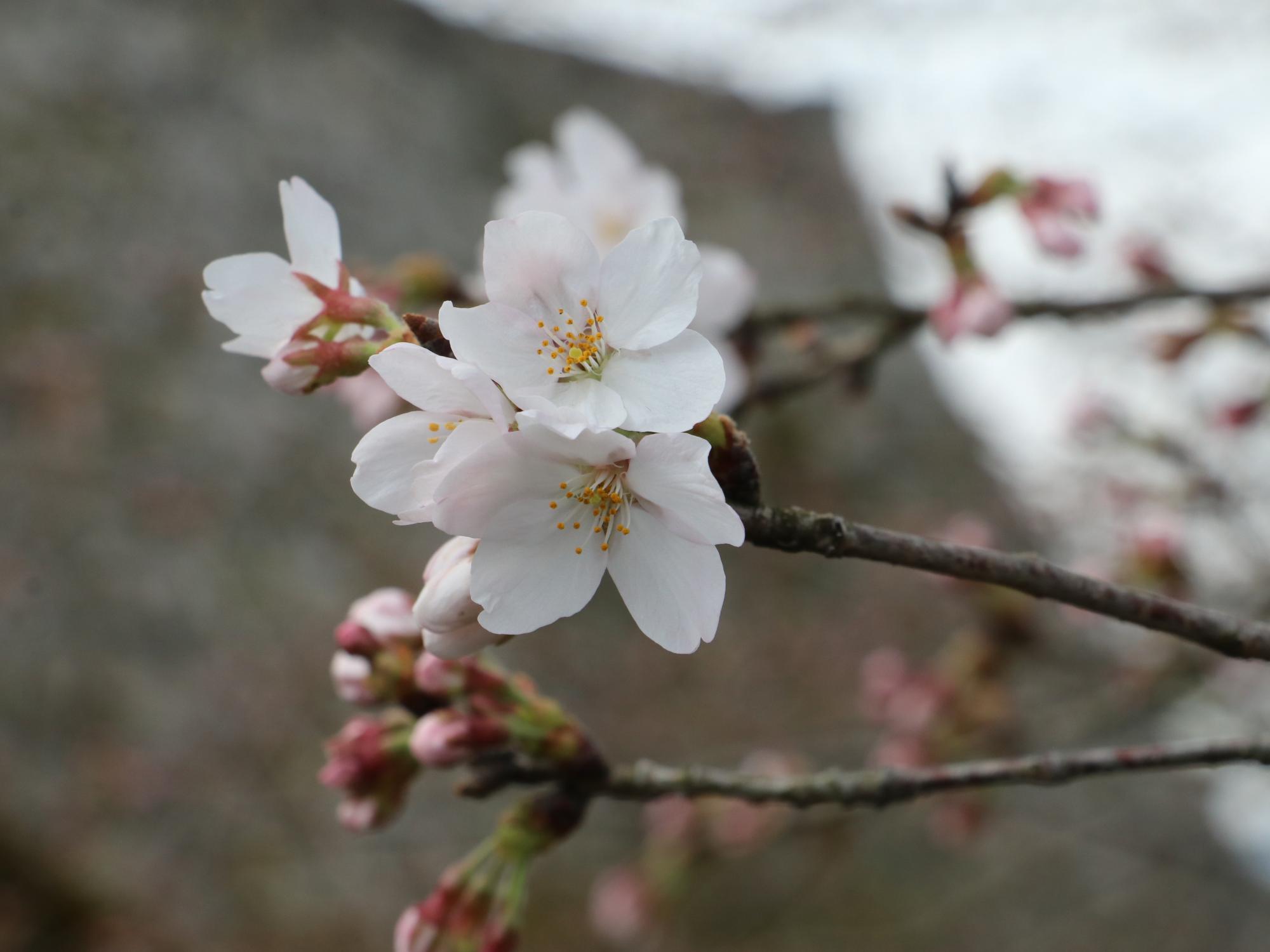 桜の開花宣言の様子