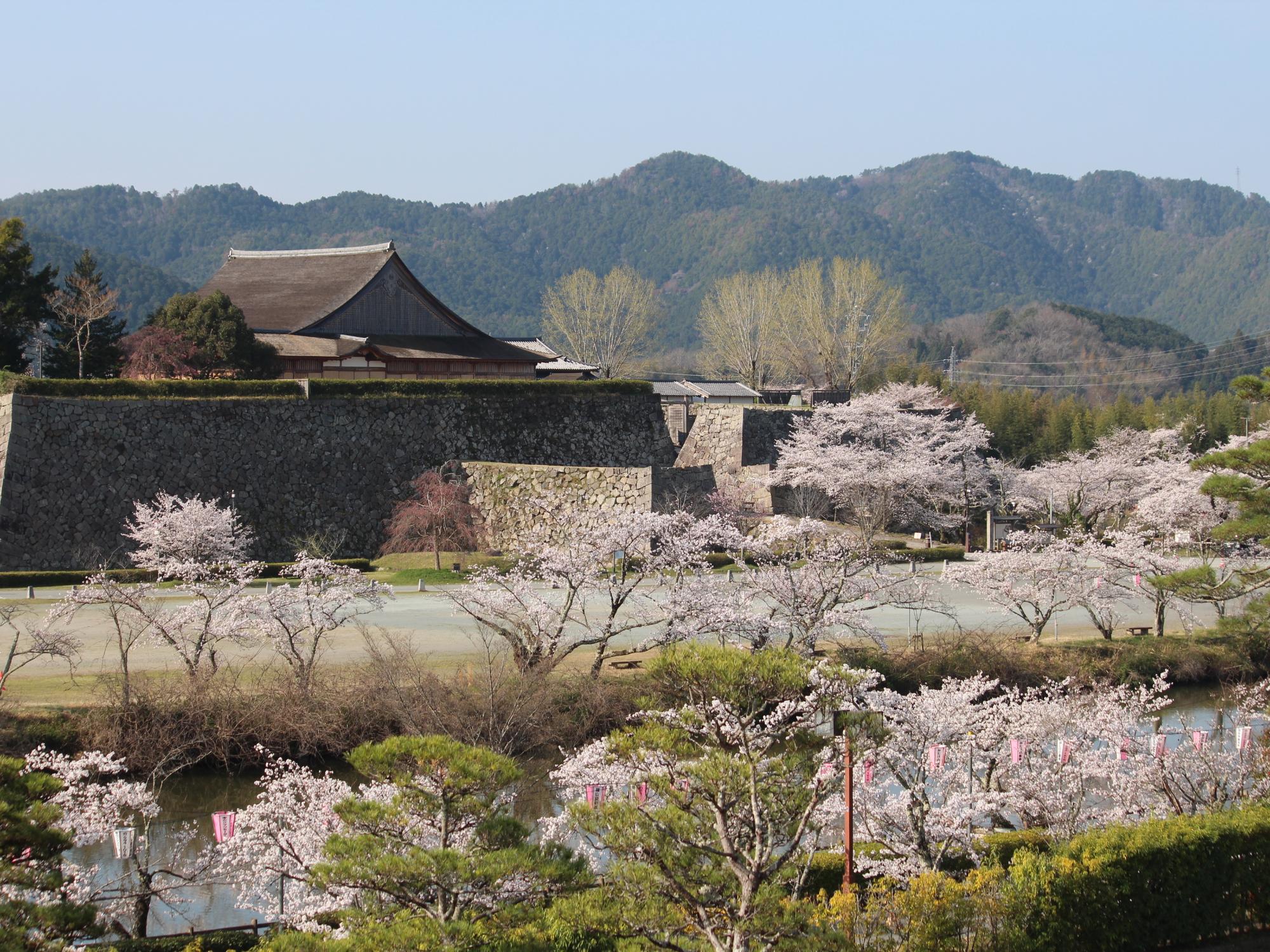 お花見市長室の様子