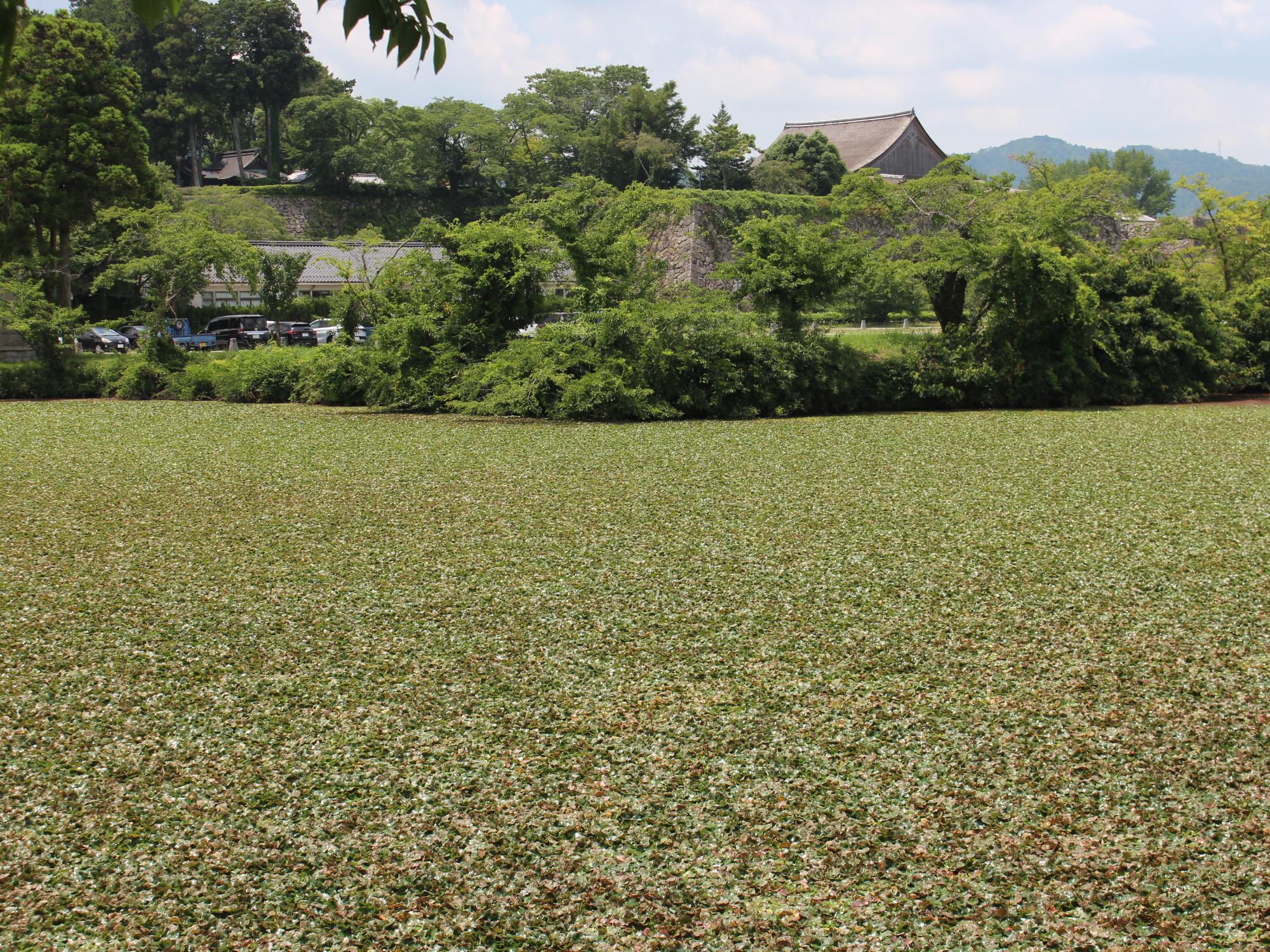 ヒシが繁茂した北堀