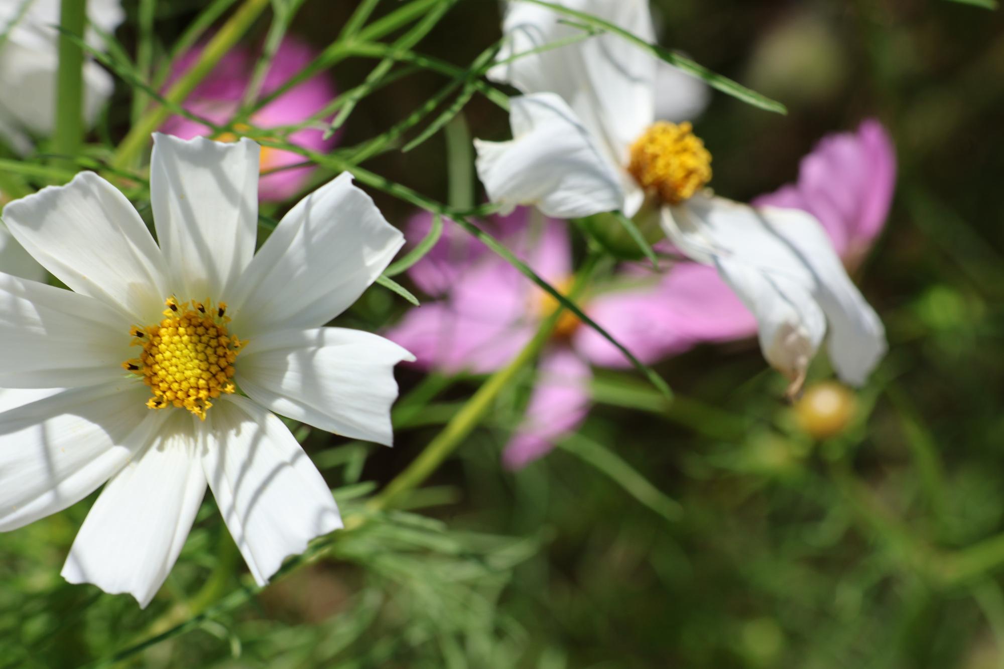ズームアップしたコスモスの花