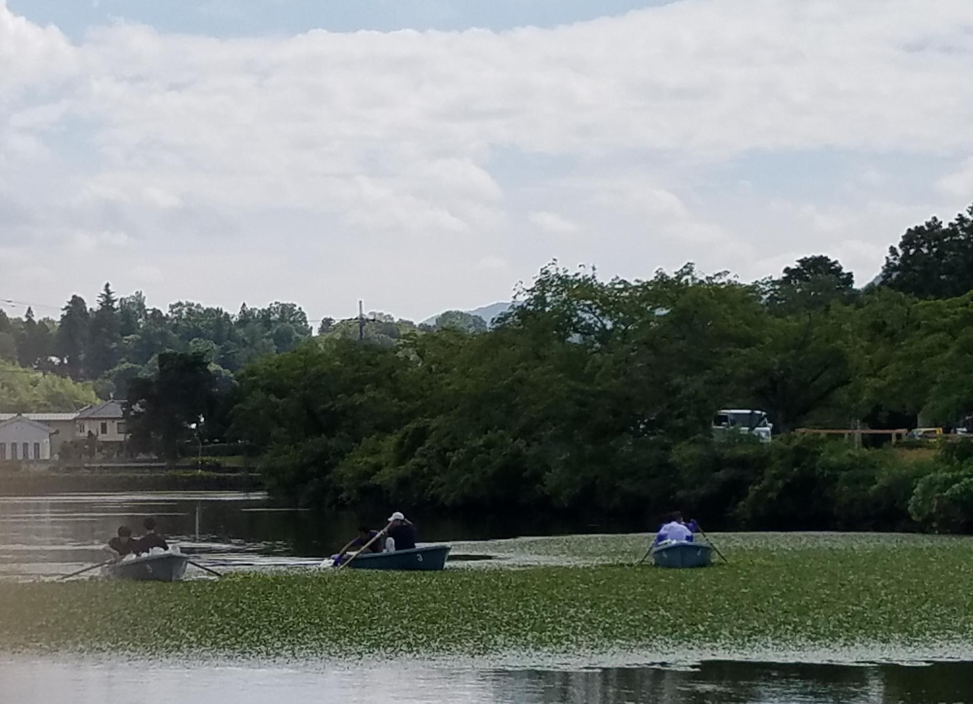 ボートに乗ってお堀のヒシとりをする職員