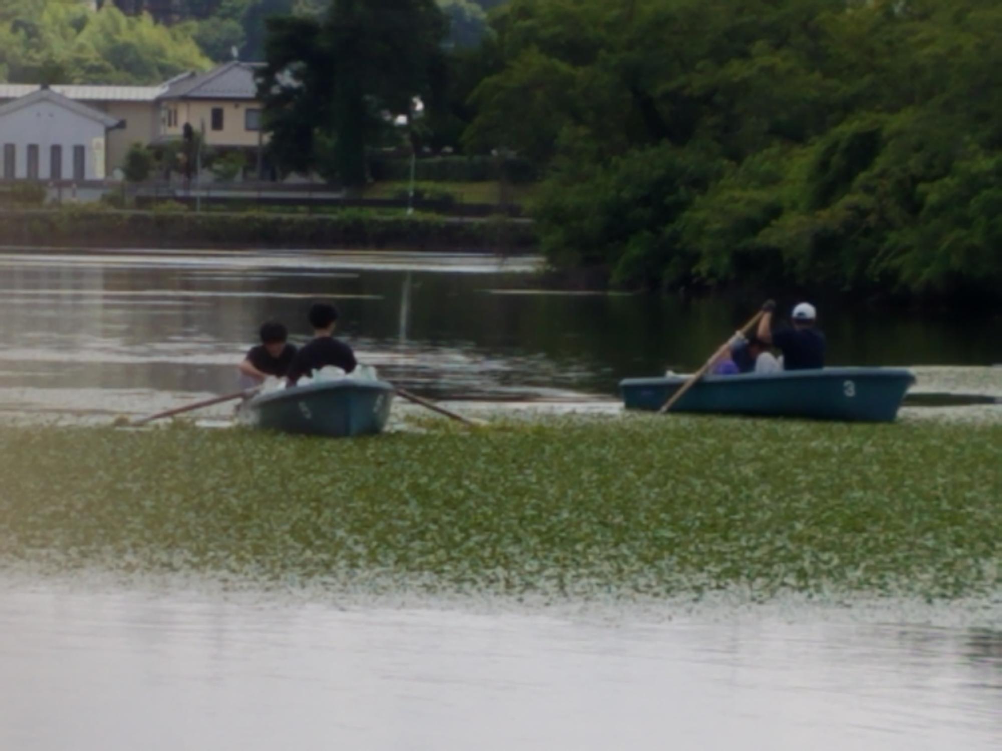 ボートに乗ってお堀のヒシとりをする職員