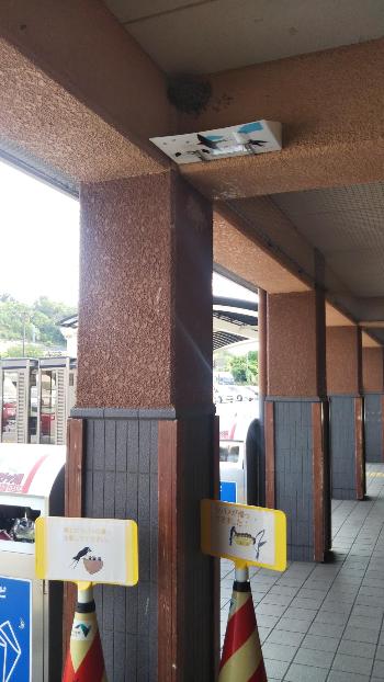 ツバメの巣の下に、カラーコーンが置いてありツバメが帰ってきましたというプレートが張ってある