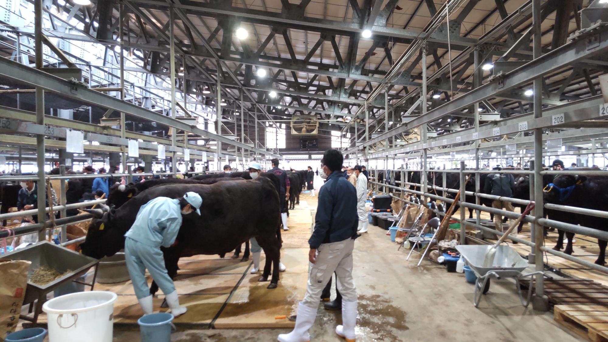 牛舎に牛が並んでいる