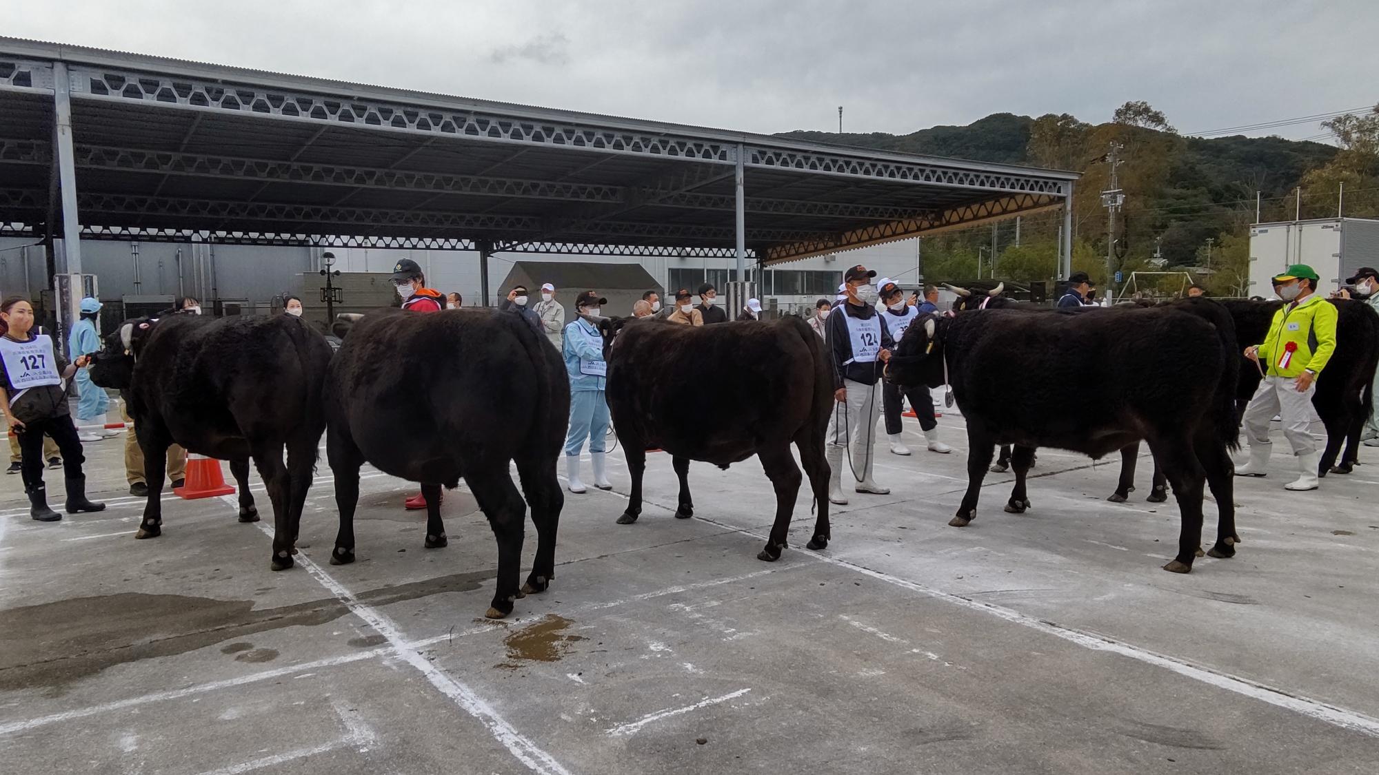 品評会で、牛が並んでいる