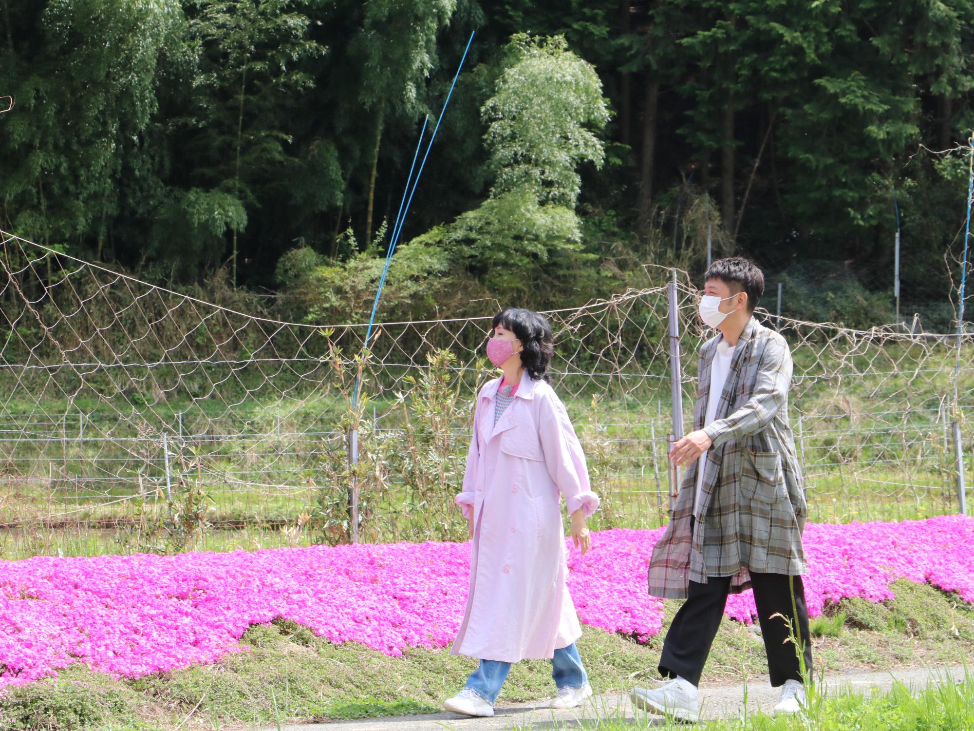 女性と男性が芝桜が咲いているあぜ道を歩いている