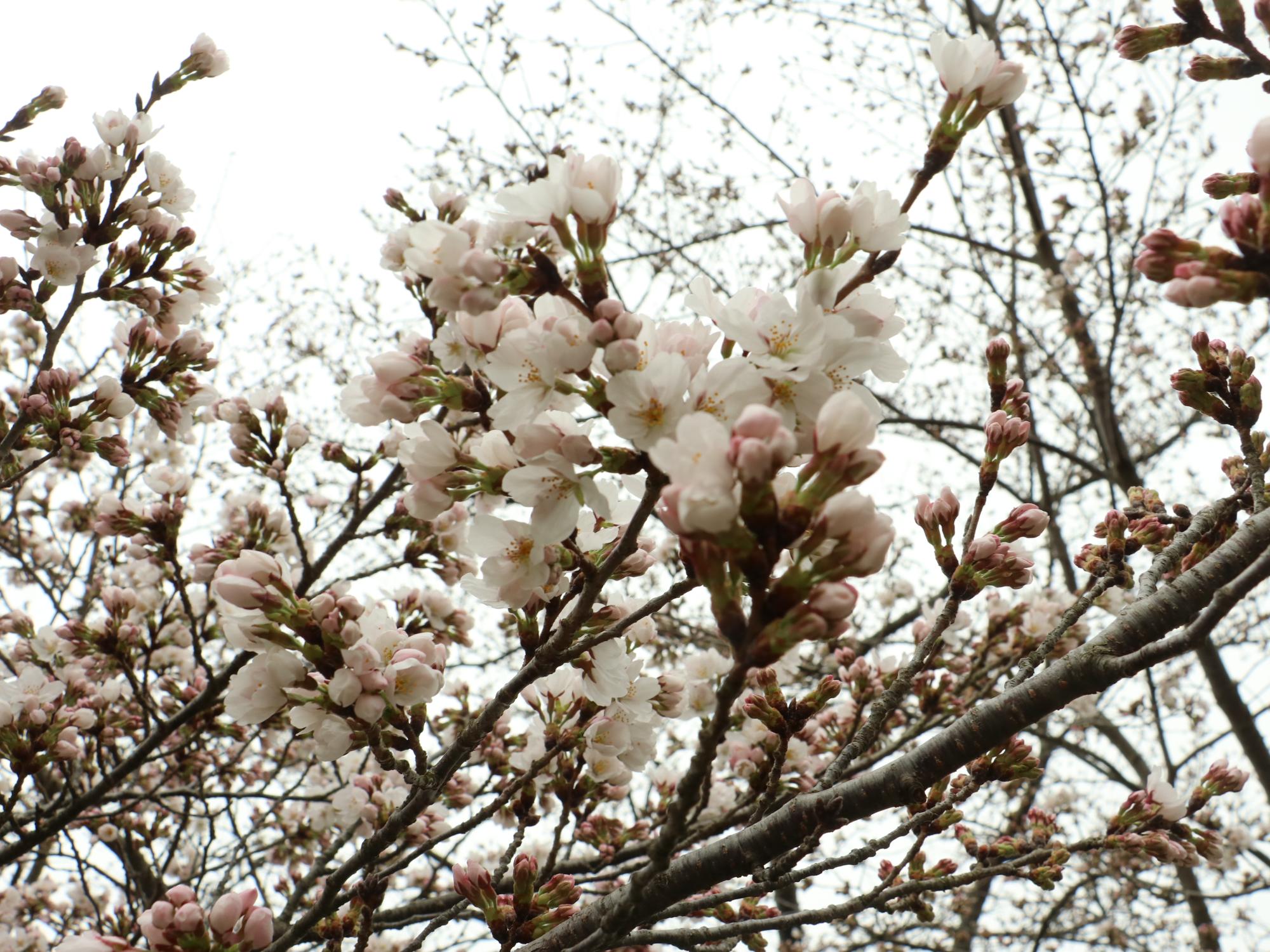 開花した桜の写真