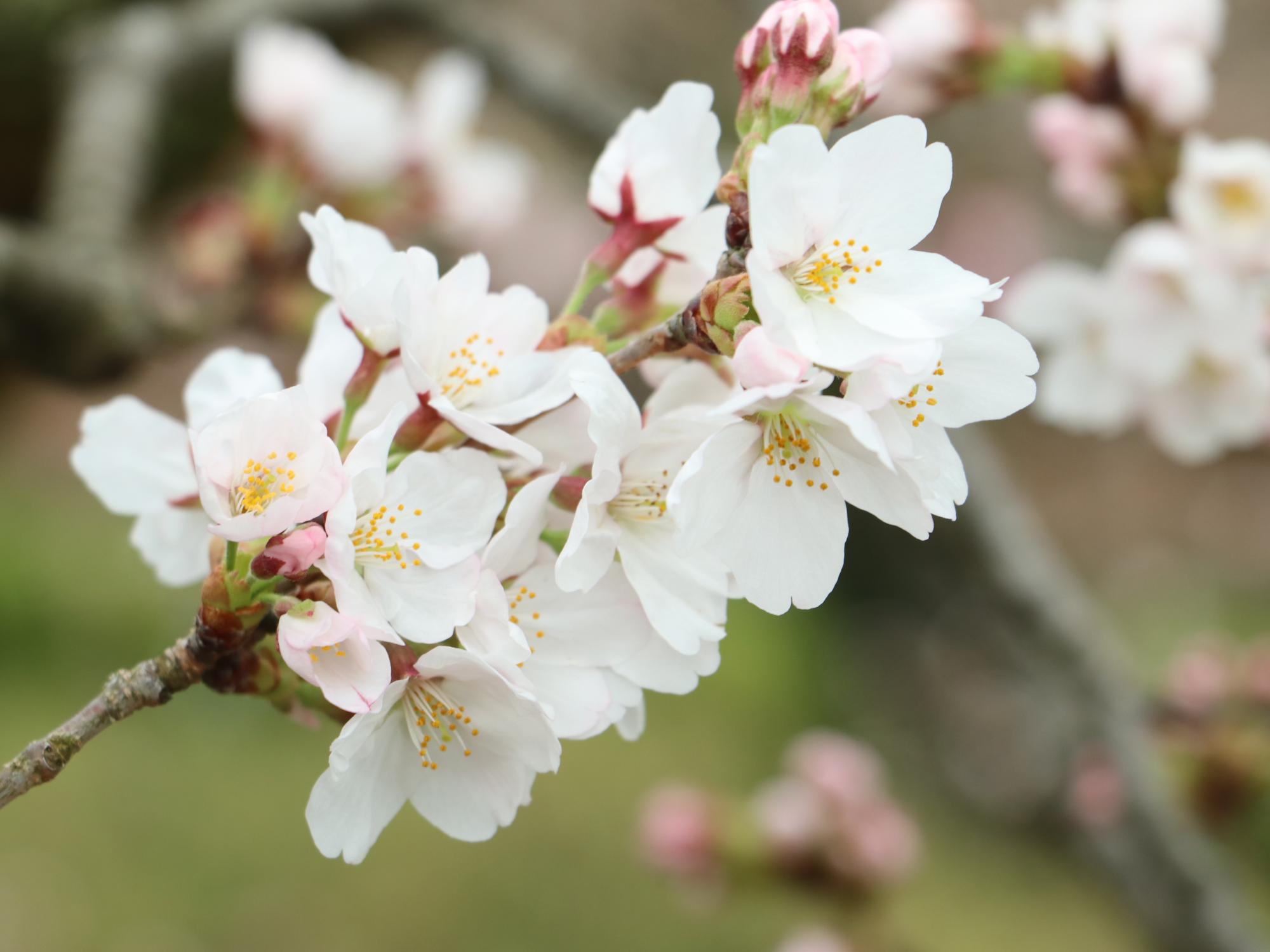 開花した桜の写真