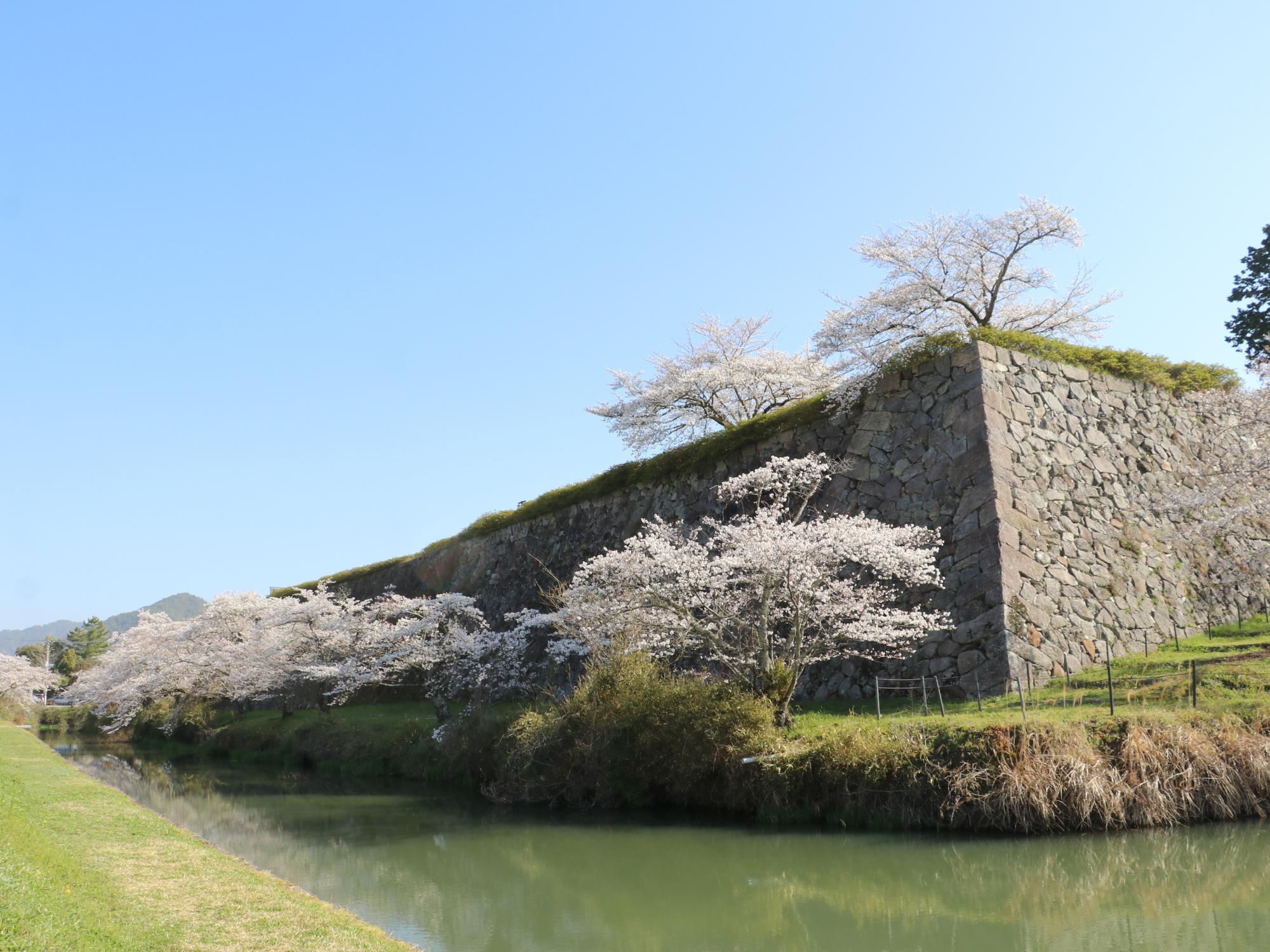 お堀の桜