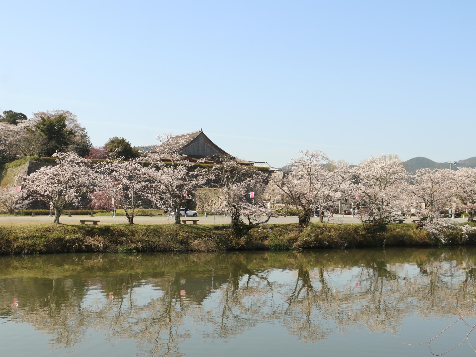 お堀の桜
