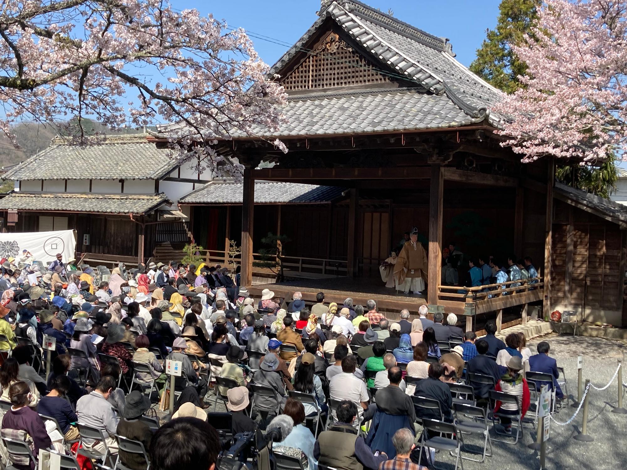 桜が舞う中での春日神社の春日能。