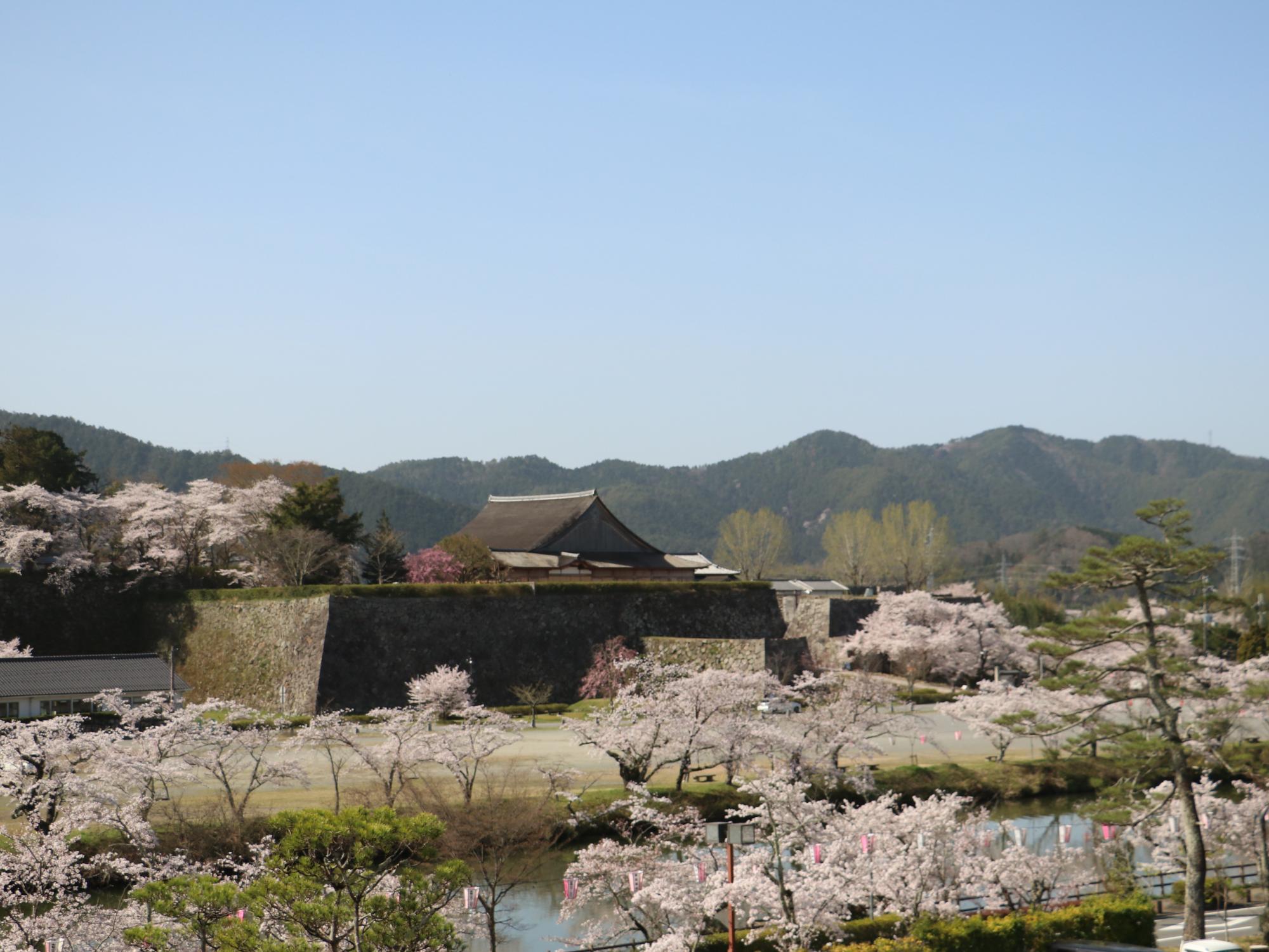 市長室のベランダから見える大書院と桜