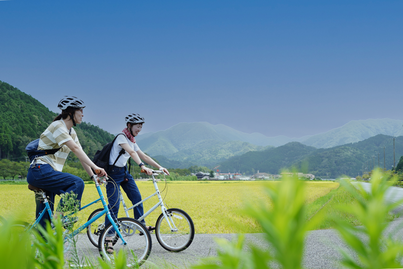 2人の人が、稲穂が実っている田んぼ脇の道を、ヘルメットをかぶって自転車をこいでいる