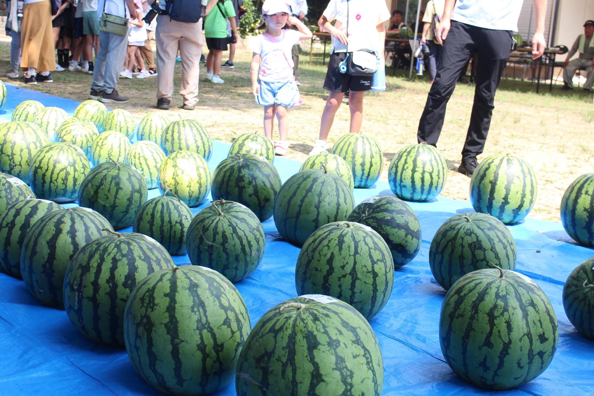 スイカが販売されている様子
