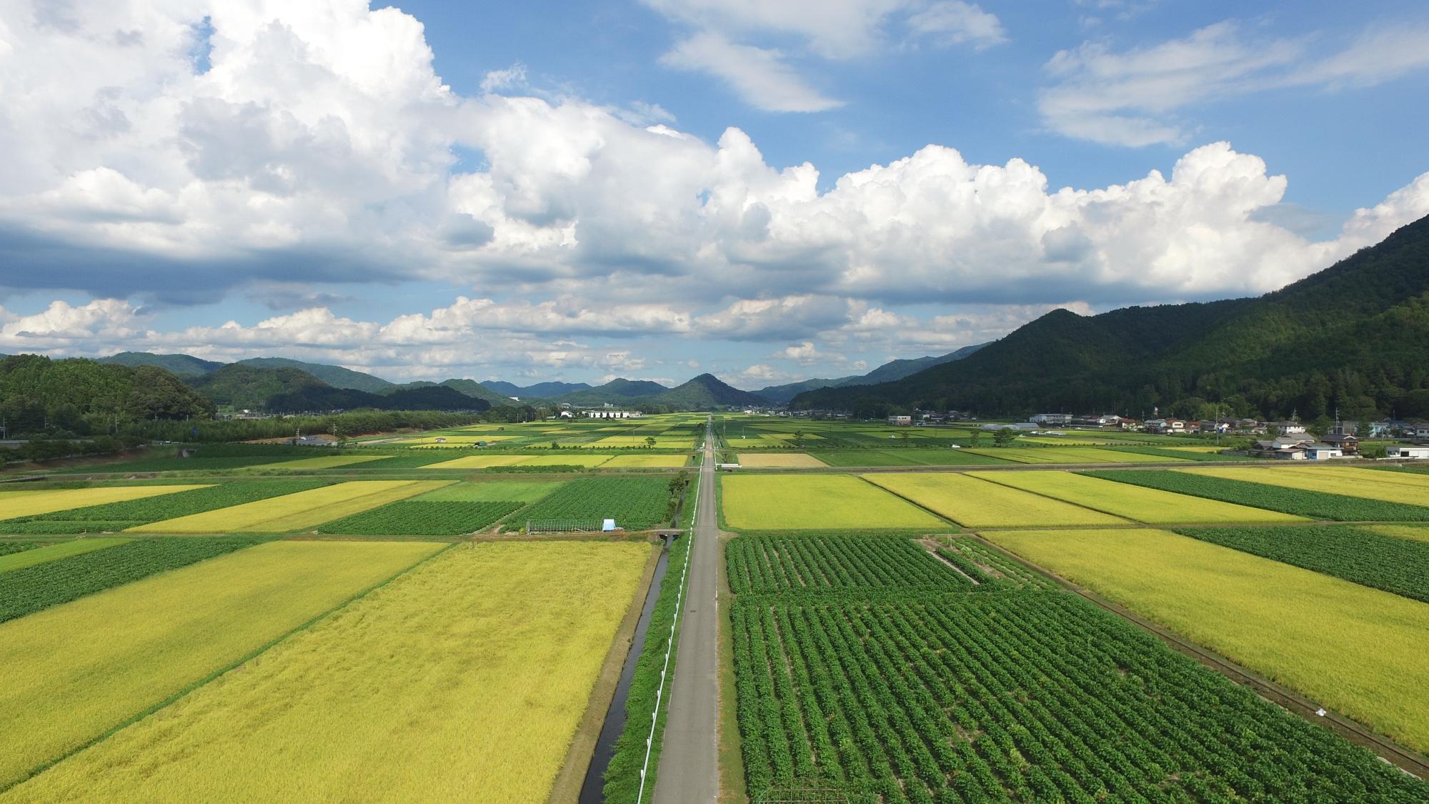 田園風景
