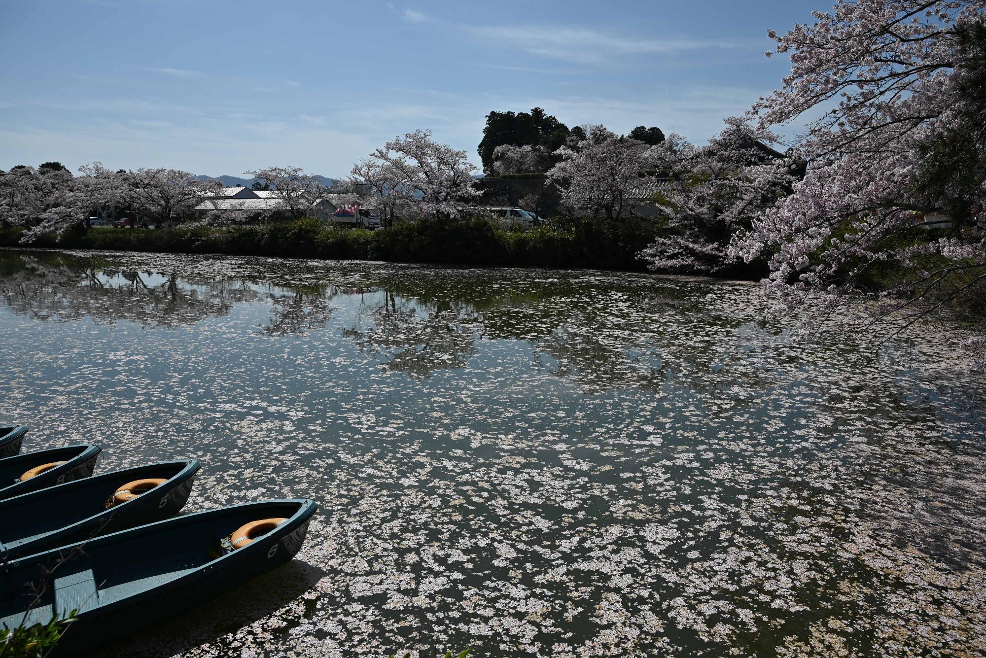 お堀一面に桜の花びらが浮かんだ写真