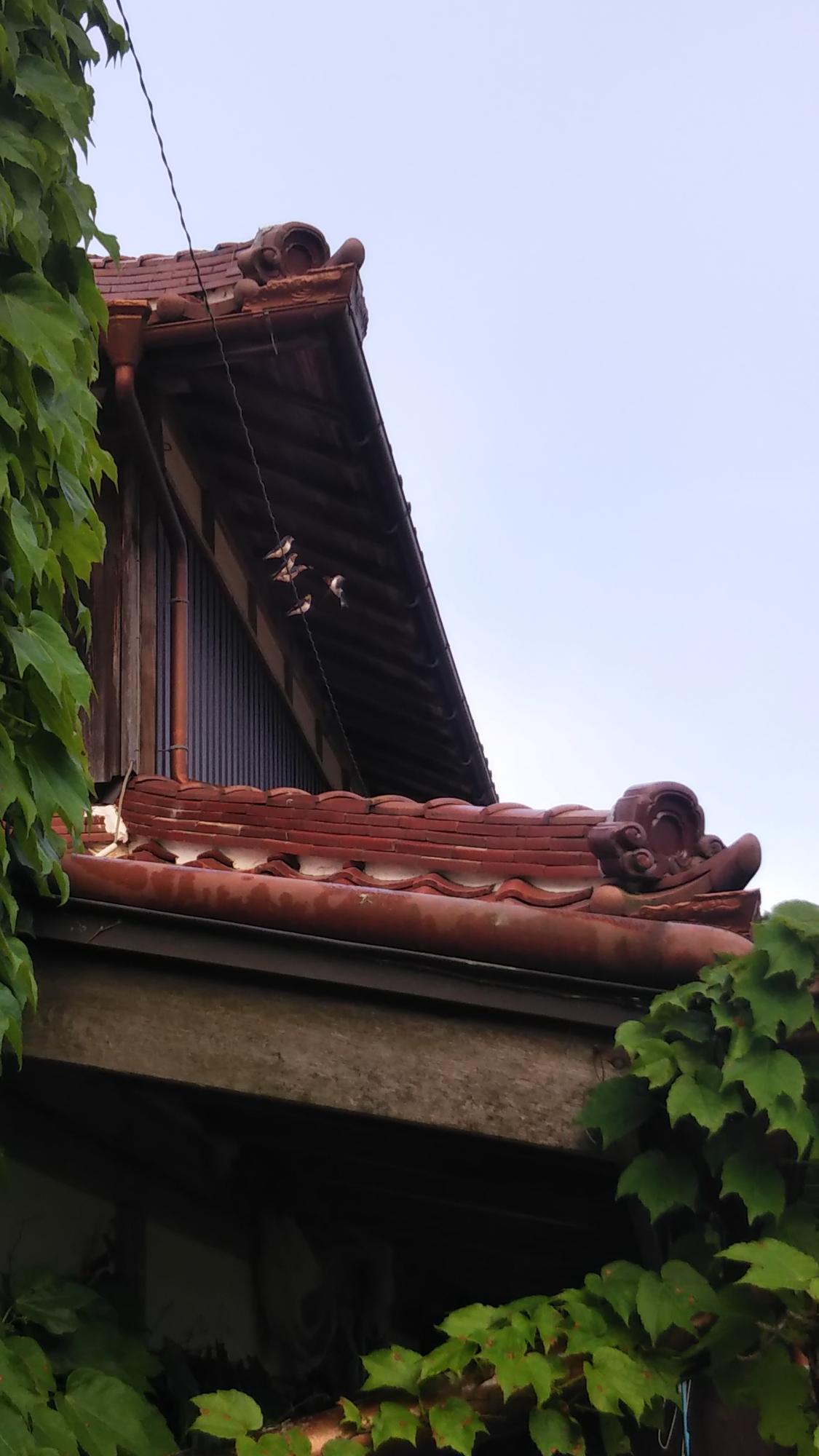 ツバメの巣立ち