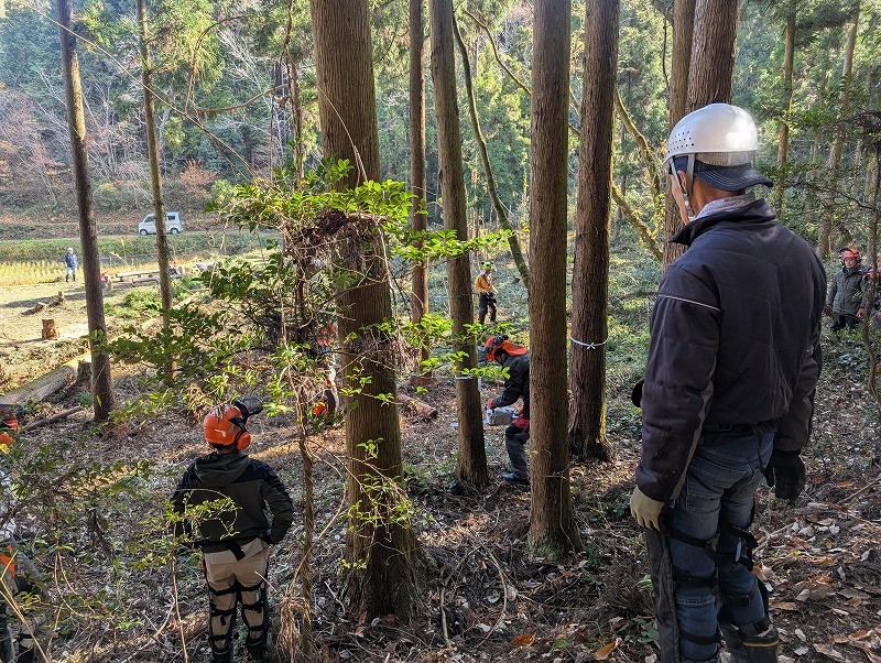 間伐 立木の伐倒実習2